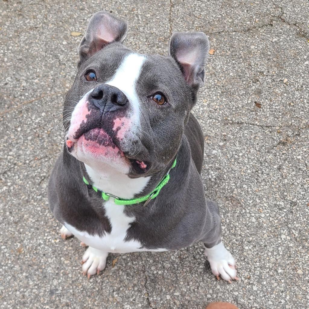 Chino, a Adoptable mixed breed in West Des Moines, IA image 6/6