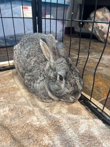 Neptune , Adoptable, Adult Male American.