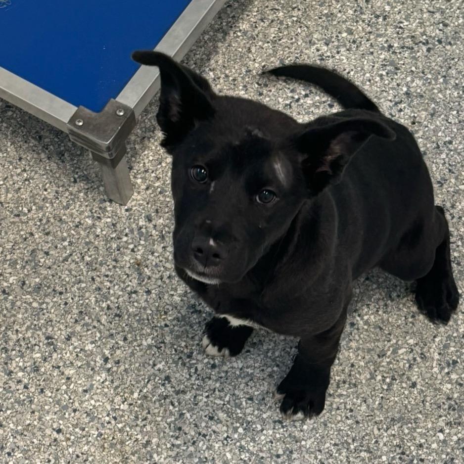 Julia, Adoptable, Puppy Female Mixed Breed.