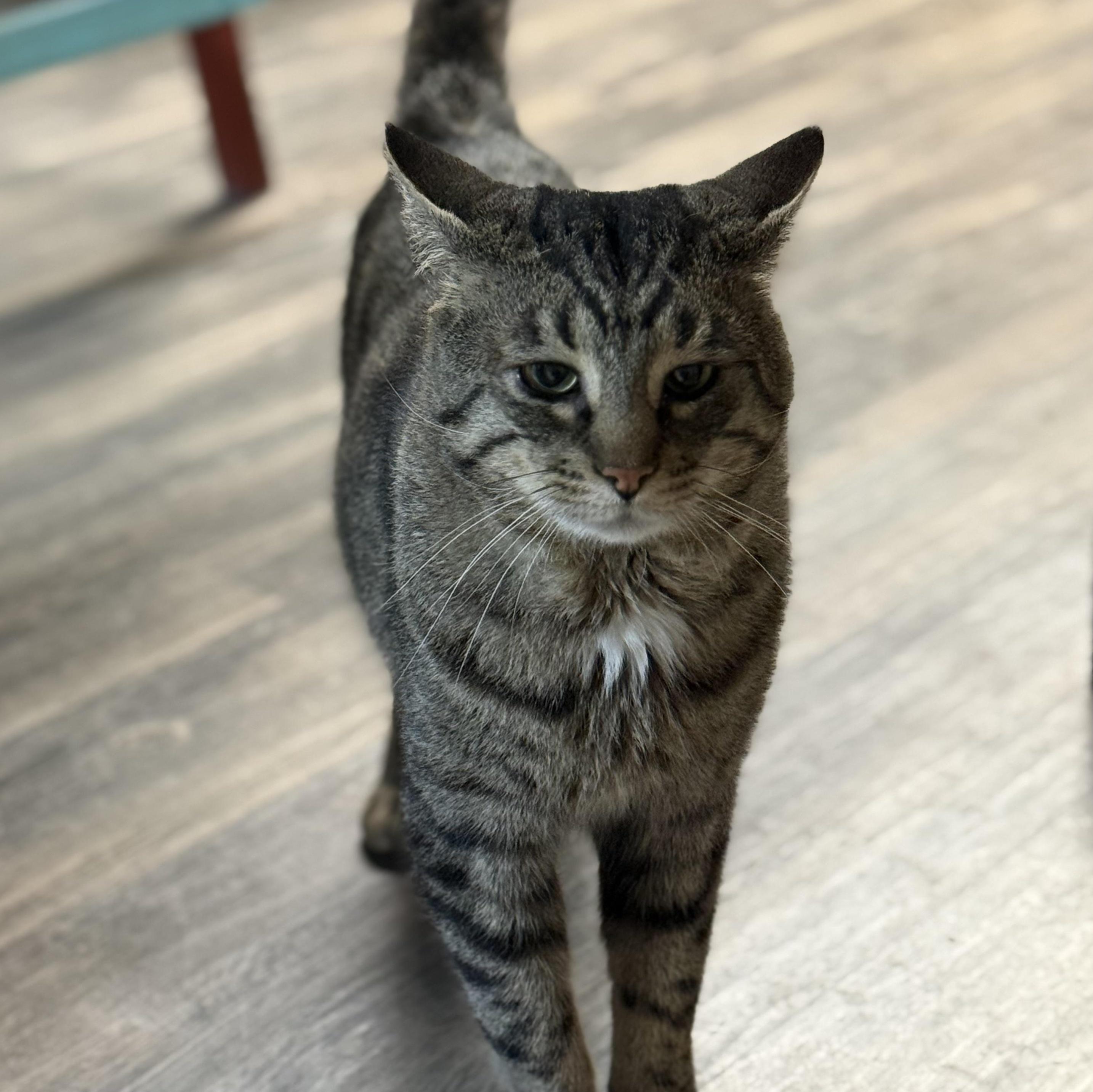 Enlarge Connor, a ADOPTABLE mixed breed in East Amherst, NY image 3/6