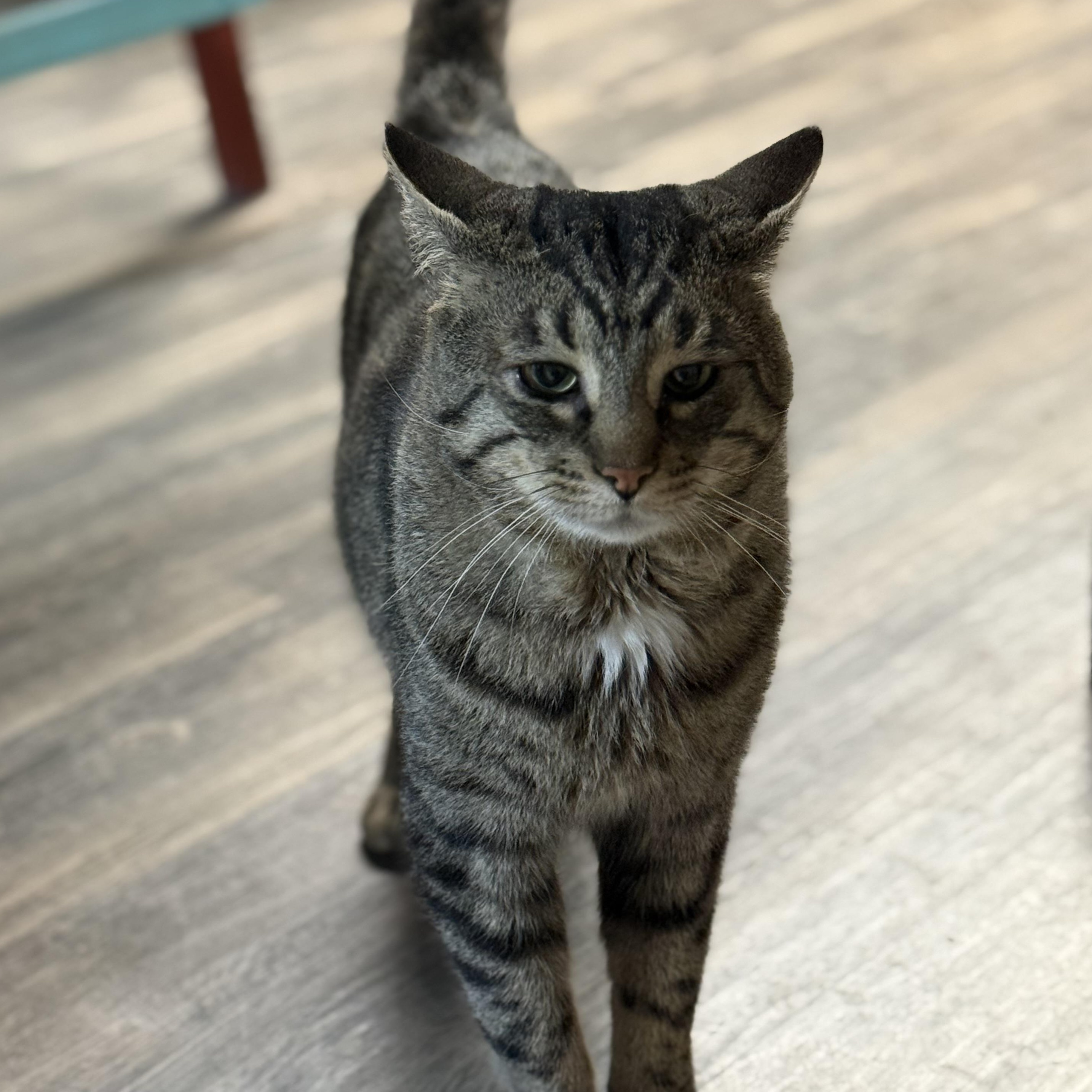 Enlarge Connor, a ADOPTABLE mixed breed in East Amherst, NY image 2/6