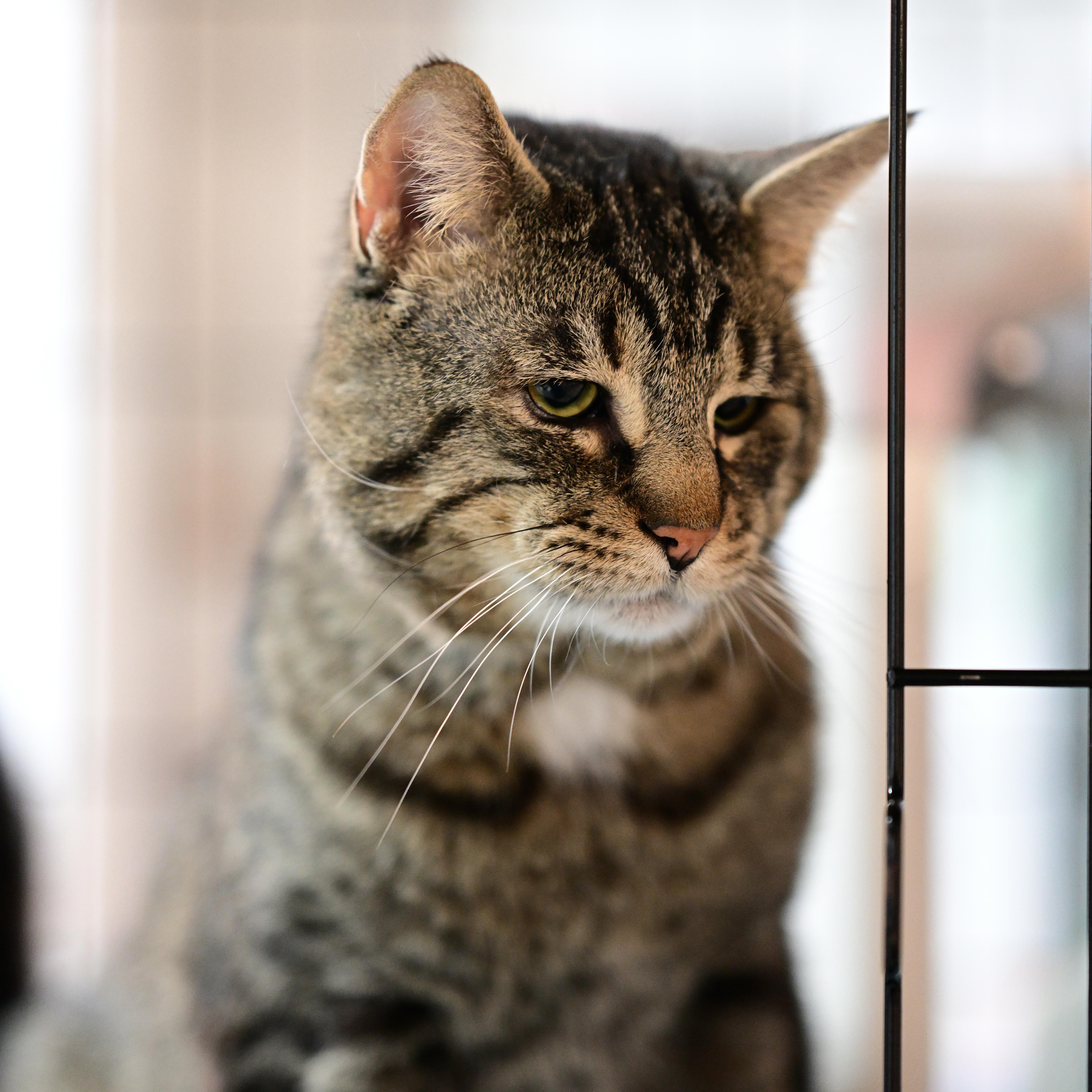 Enlarge Connor, a ADOPTABLE mixed breed in East Amherst, NY image 4/6