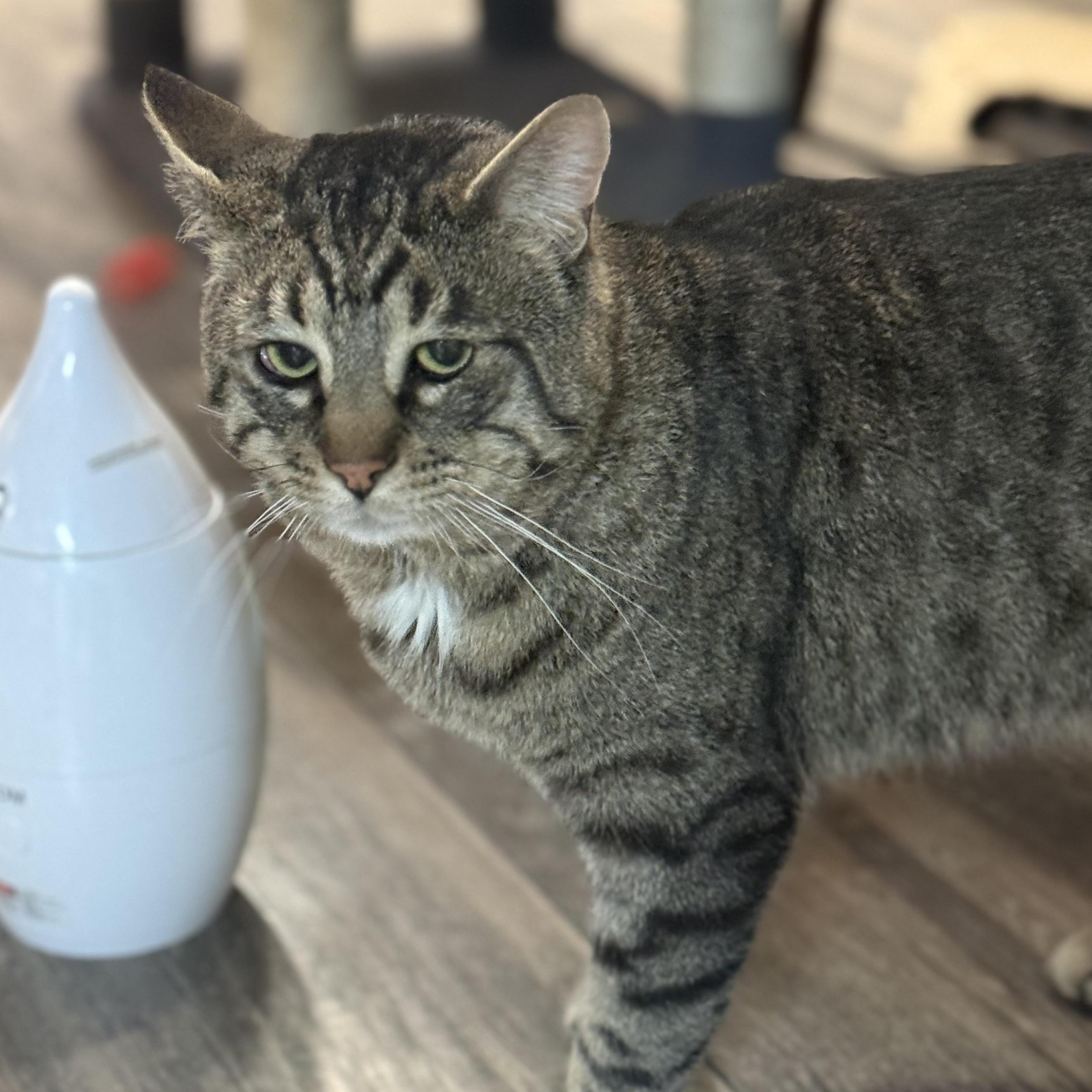 Enlarge Connor, a ADOPTABLE mixed breed in East Amherst, NY image 6/6