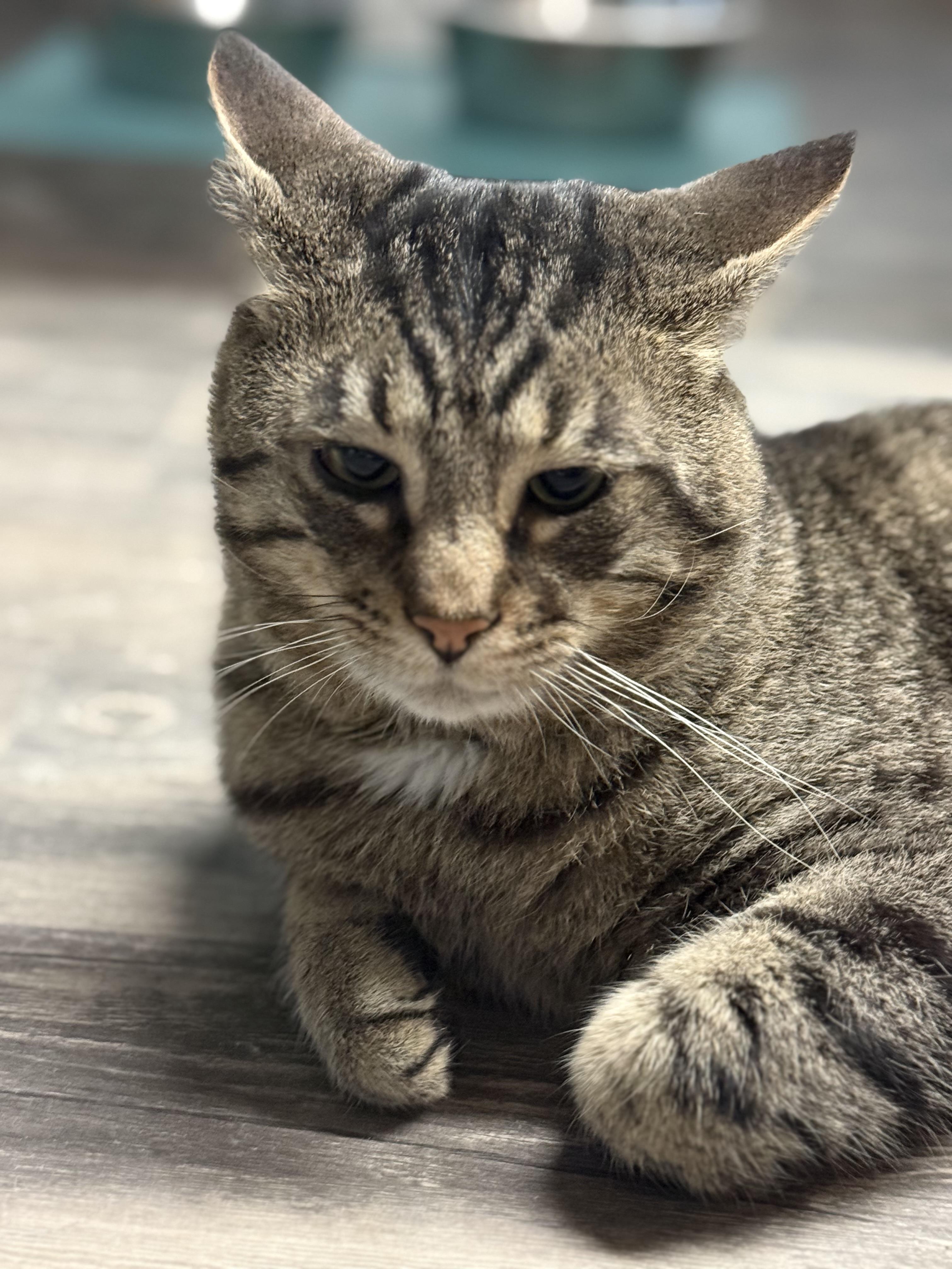 Enlarge Connor, a ADOPTABLE mixed breed in East Amherst, NY image 6/6