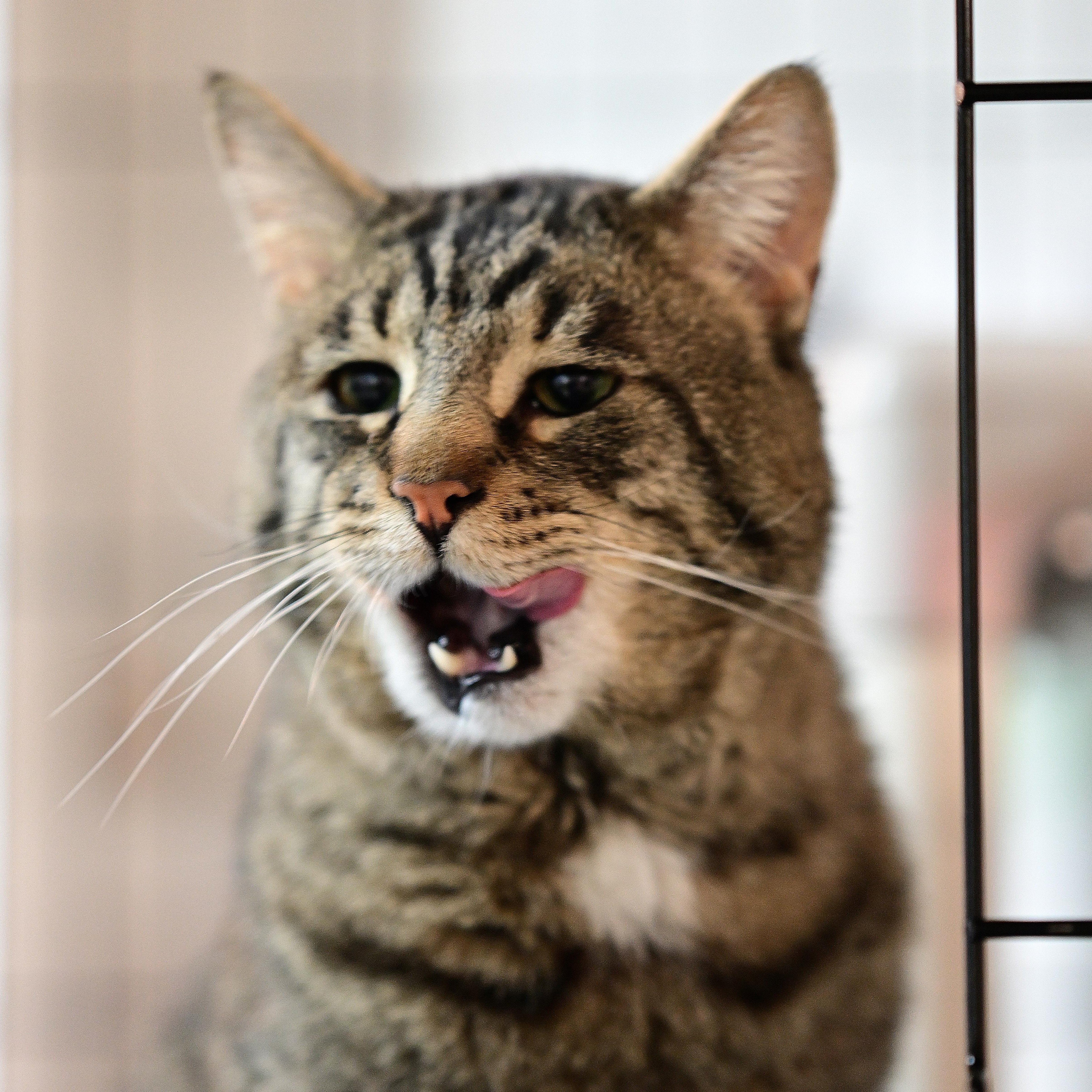 Enlarge Connor, a ADOPTABLE mixed breed in East Amherst, NY image 4/6