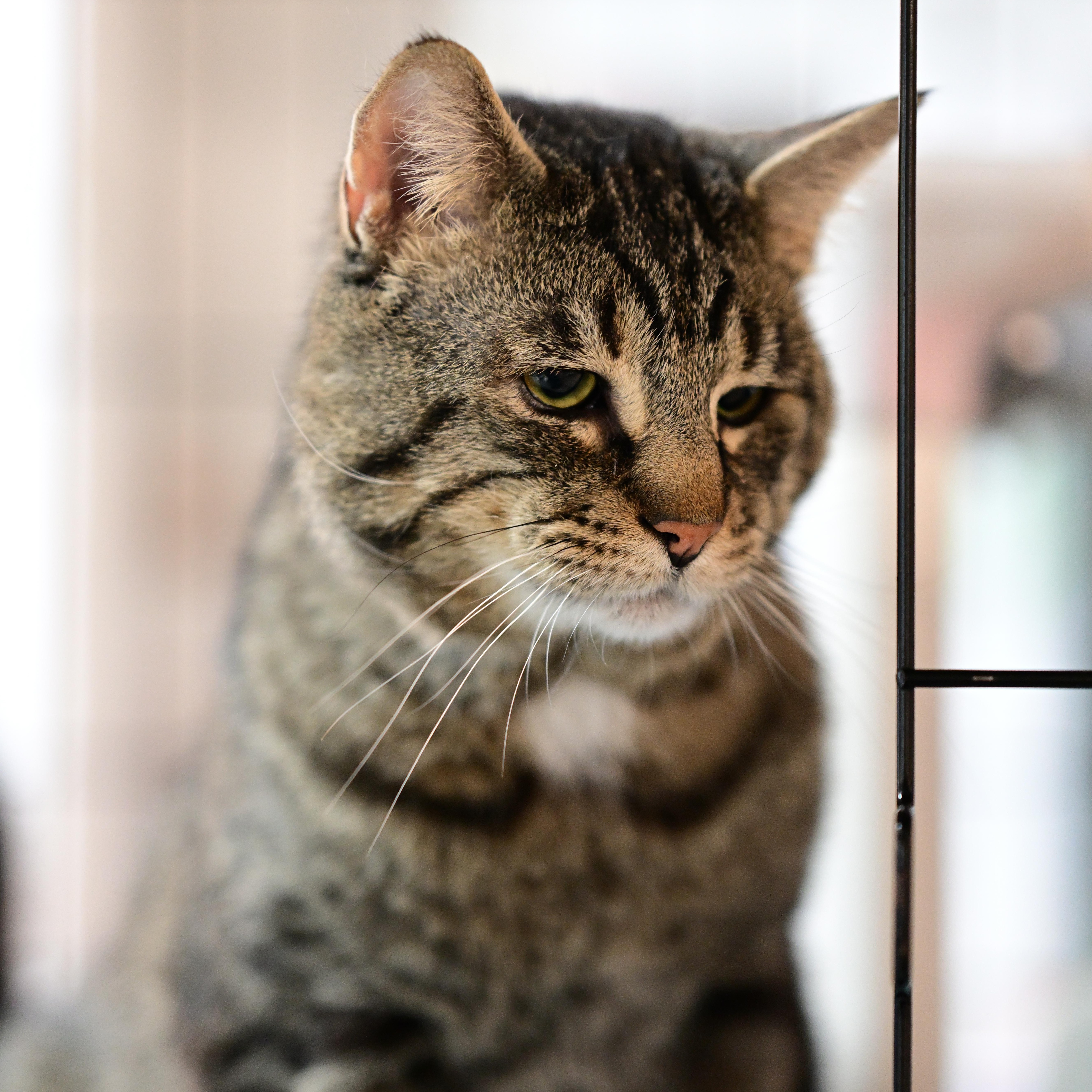 Enlarge Connor, a ADOPTABLE mixed breed in East Amherst, NY image 3/6