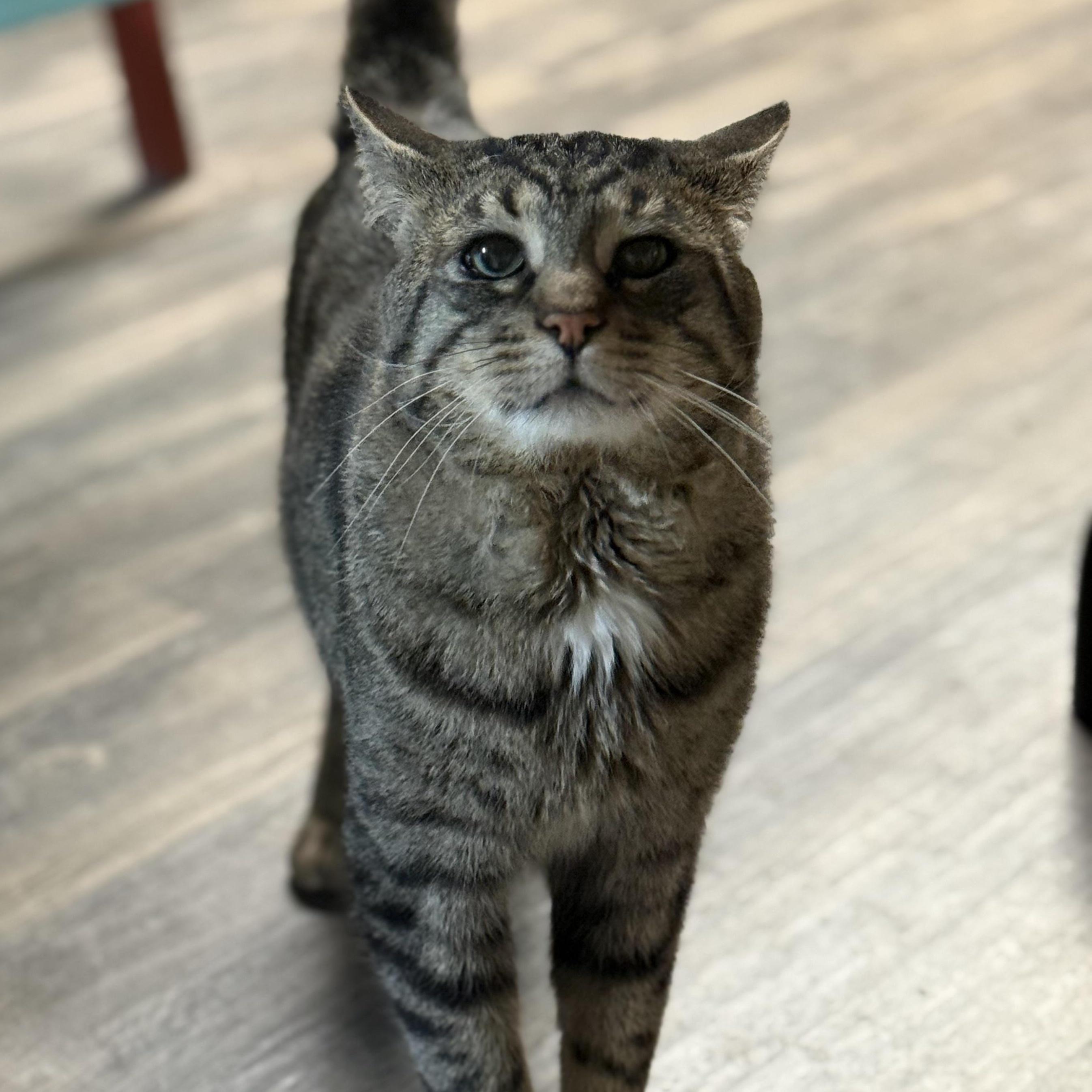 Connor, ADOPTABLE, Senior Male Tabby & Domestic Short Hair.