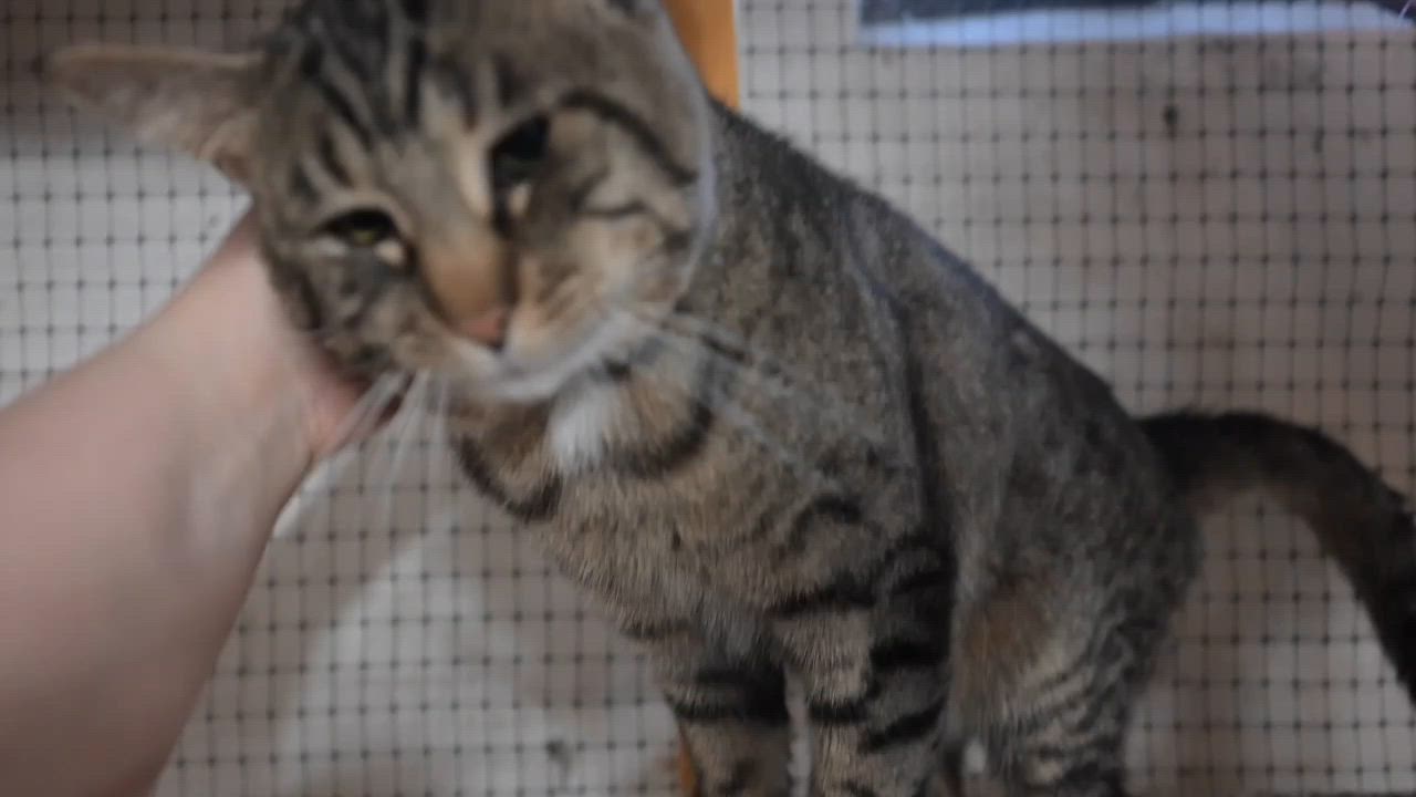 Enlarge Connor, a ADOPTABLE mixed breed in East Amherst, NY video 2/6