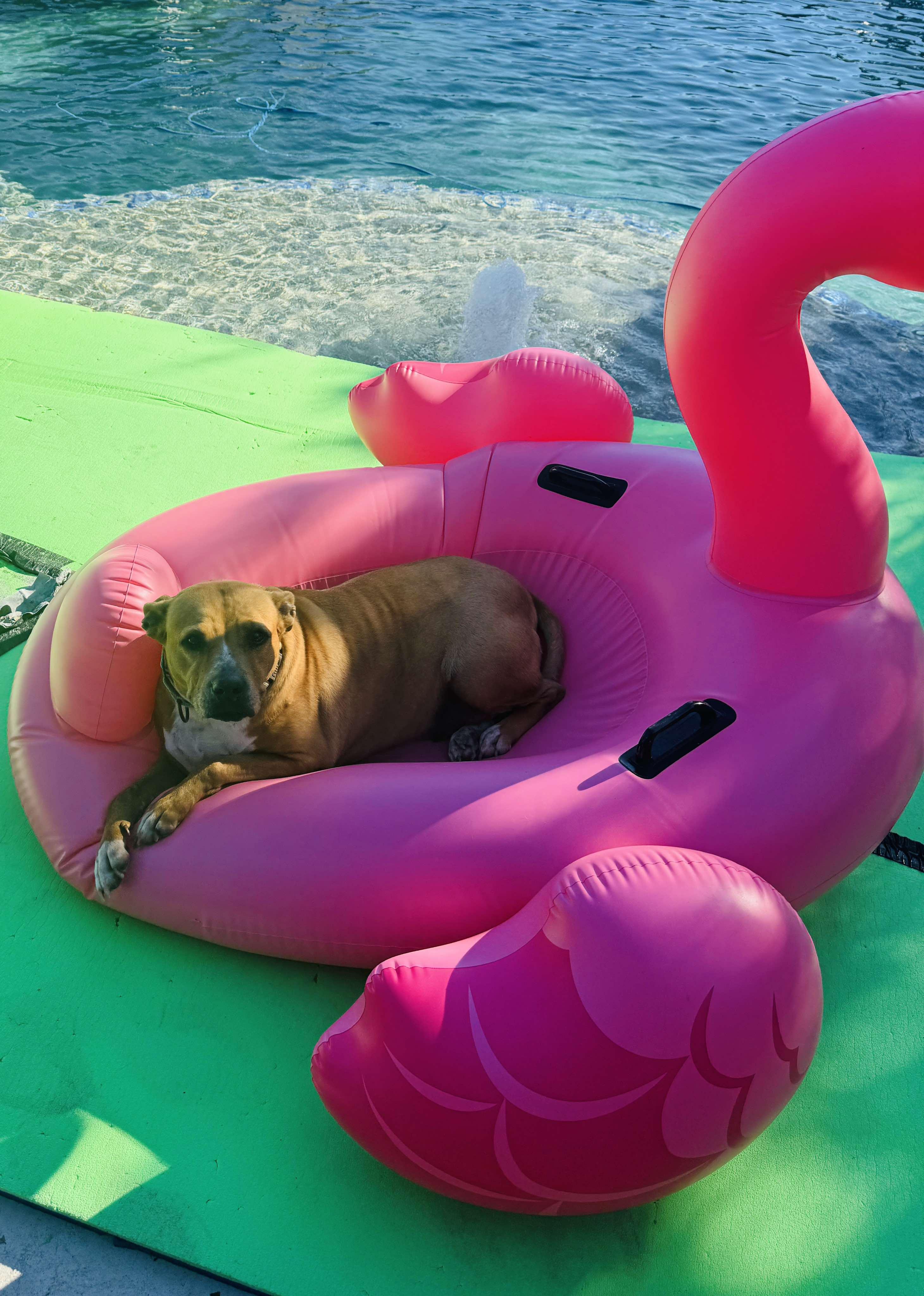 Ginger — thumbnail 3