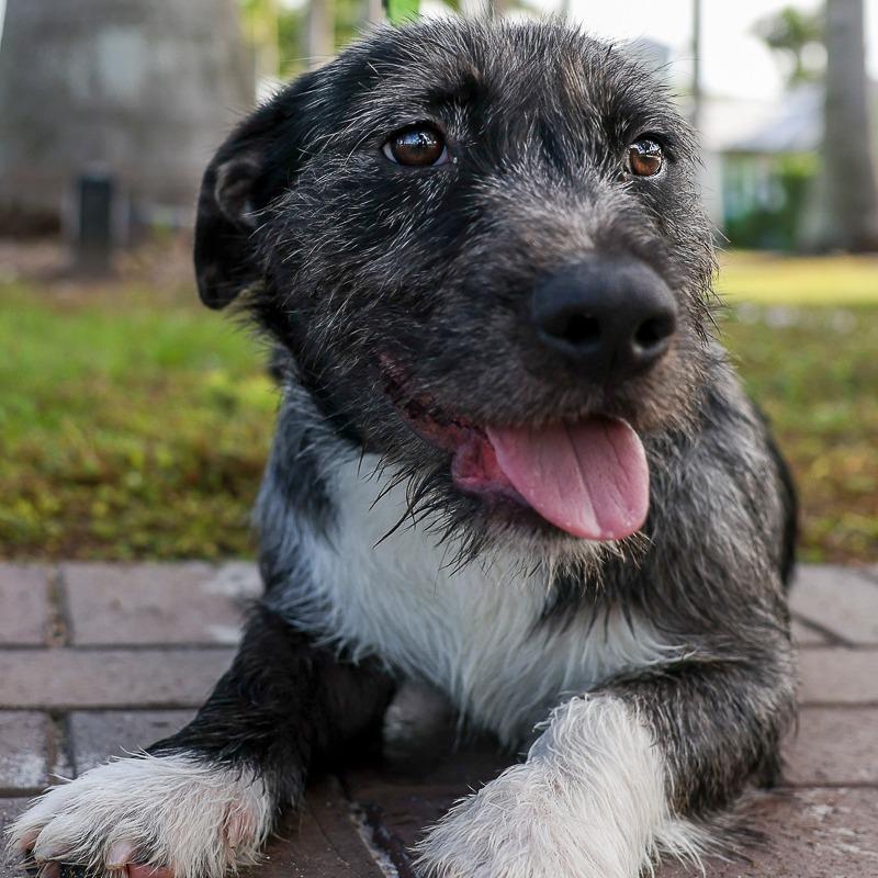 Floyd, Adoptable, Adult Male Mixed Breed & Terrier.