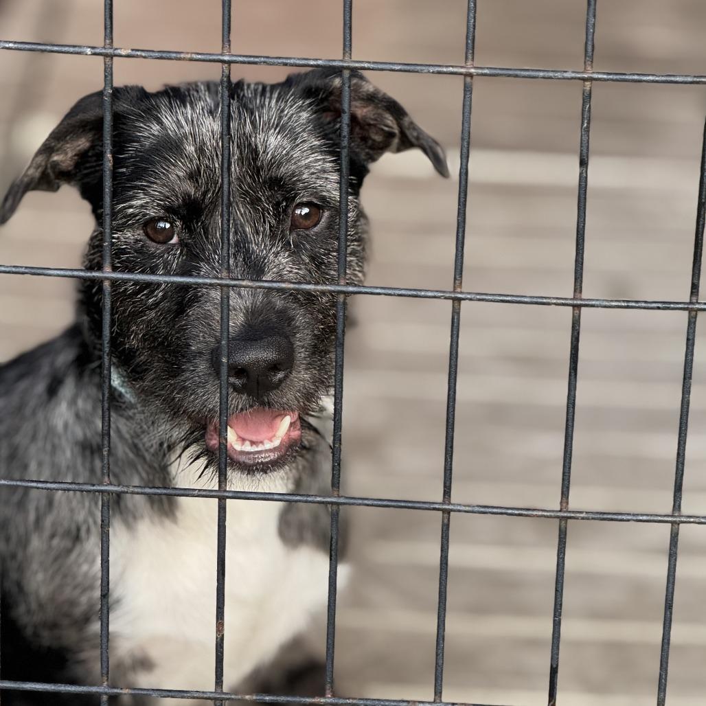 Enlarge Floyd, a Adoptable mixed breed in Bradenton, FL image 1/1