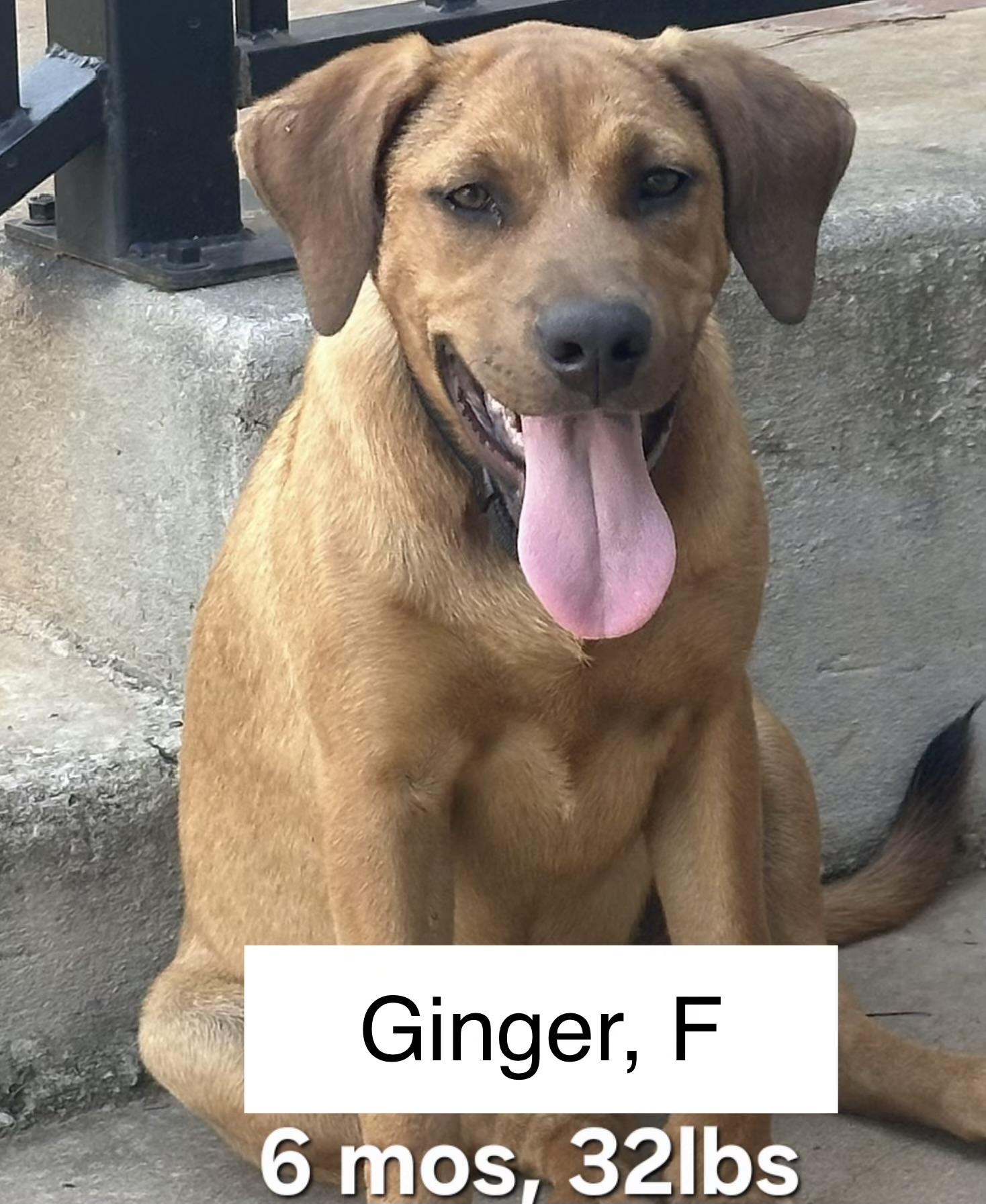 Ginger, Adoptable, Puppy Female Labrador Retriever & Shepherd.