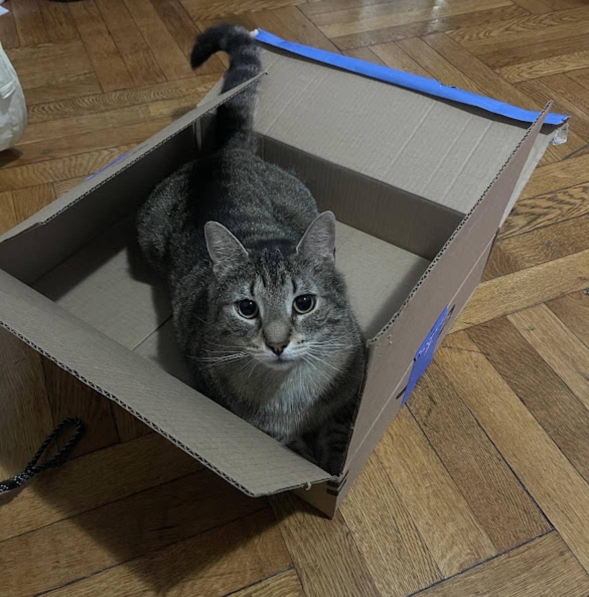 Enlarge Blizzy , a ADOPTABLE Domestic Short Hair in Bronx, NY image 5/5