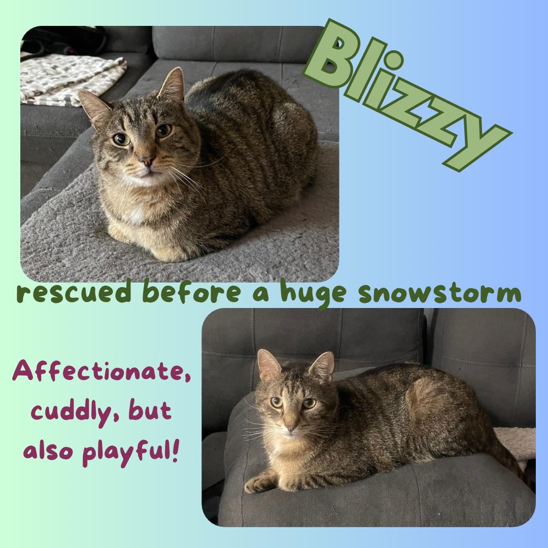 Blizzy , a ADOPTABLE Domestic Short Hair in Bronx, NY image 3/3