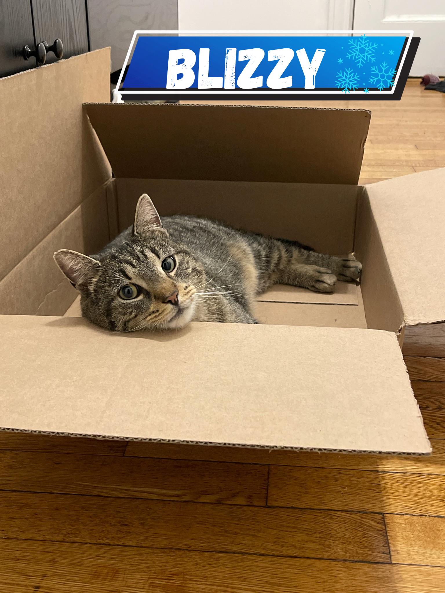 Enlarge Blizzy , a ADOPTABLE Domestic Short Hair in Bronx, NY image 1/1