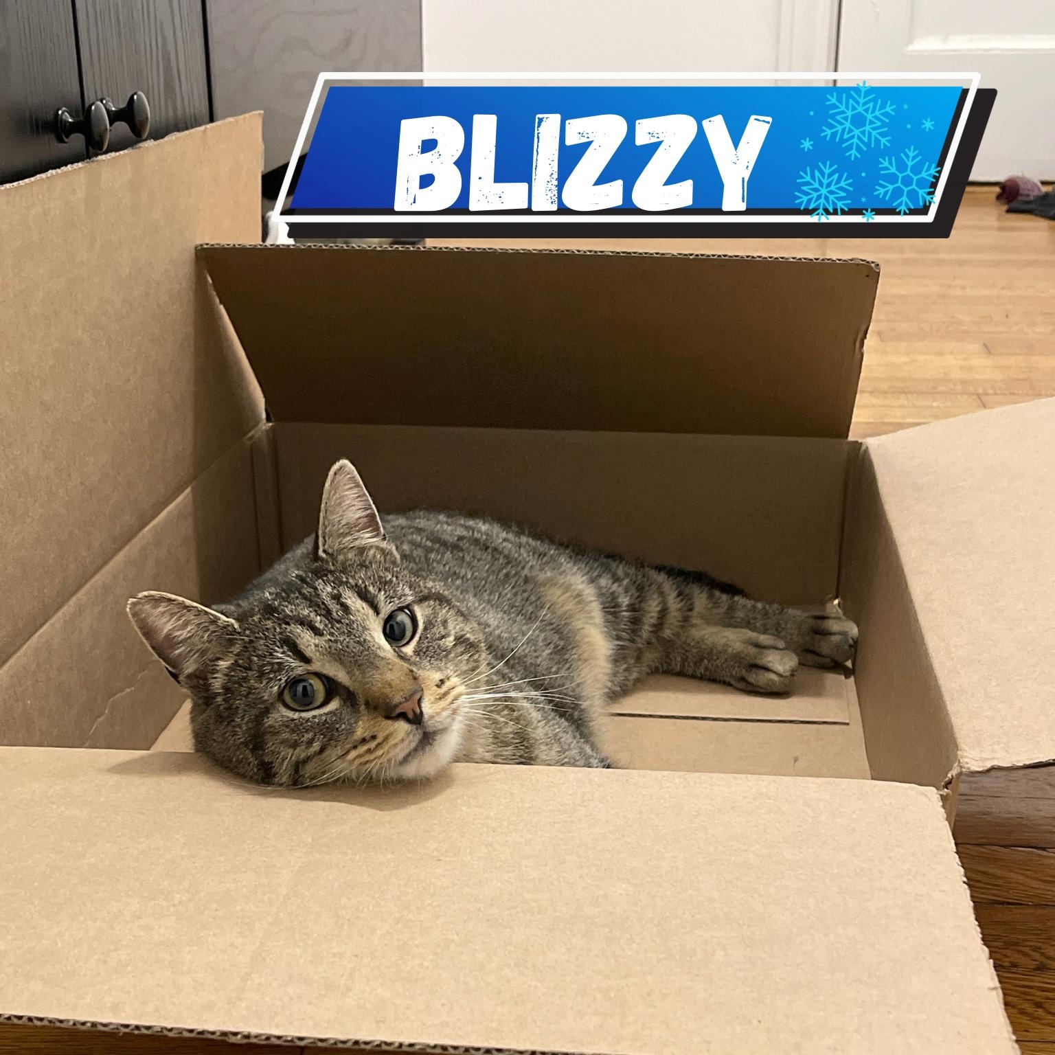 Blizzy , a ADOPTABLE Domestic Short Hair in Bronx, NY image 2/3
