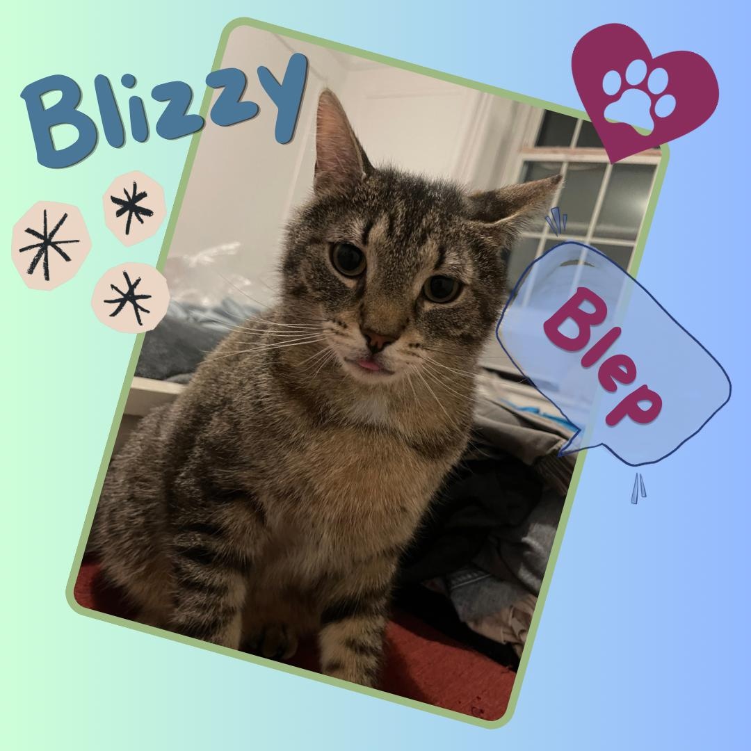 Blizzy , a ADOPTABLE Domestic Short Hair in Bronx, NY image 1/3