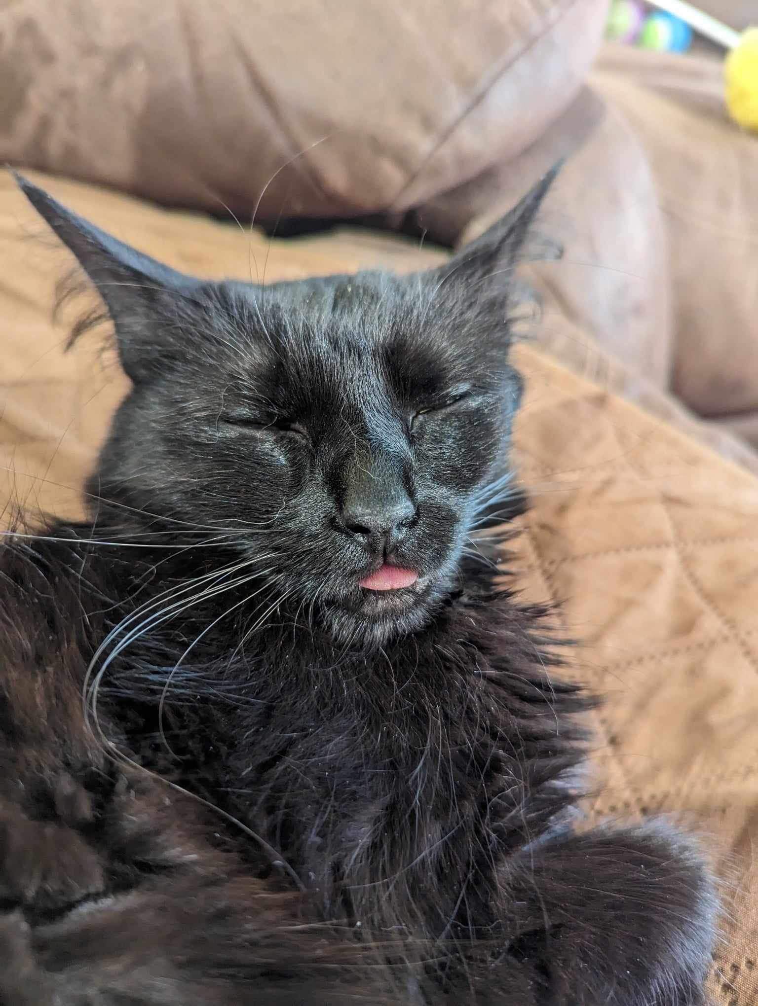 Lyra, Adult Female Domestic Medium Hair