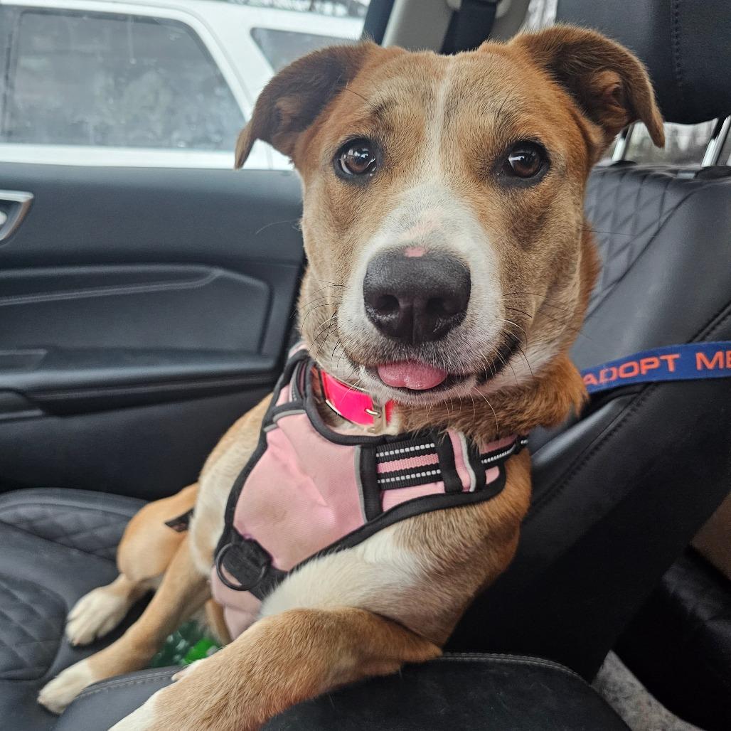 Debutante, Adoptable, Adult Female Hound.