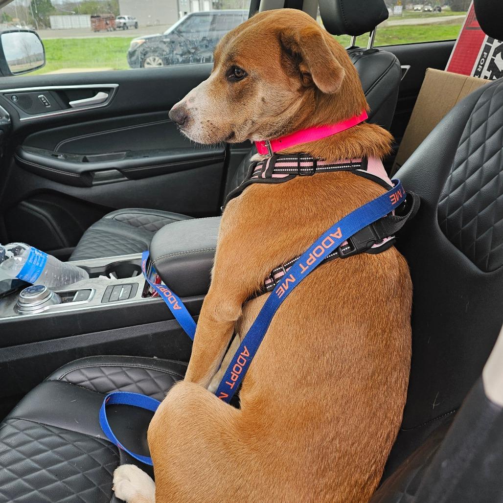 Enlarge Debutante, a Adoptable Hound in mount vernon, AR image 2/2