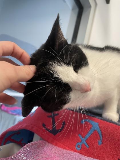 Daisie, Adoptable, Adult Female Domestic Short Hair & Domestic Short Hair.