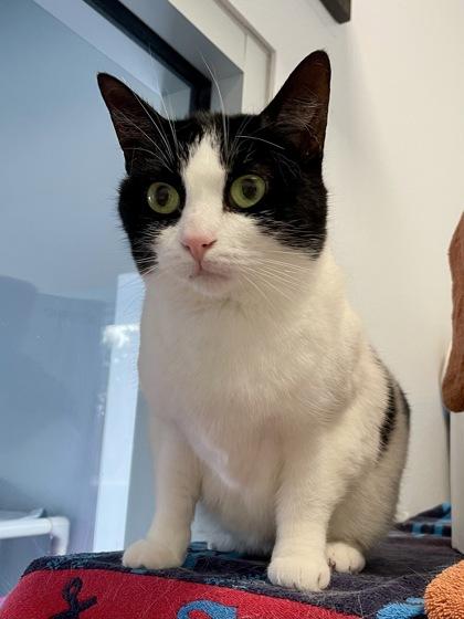 Enlarge Daisie, a Adoptable mixed breed in Madison, WI image 2/2