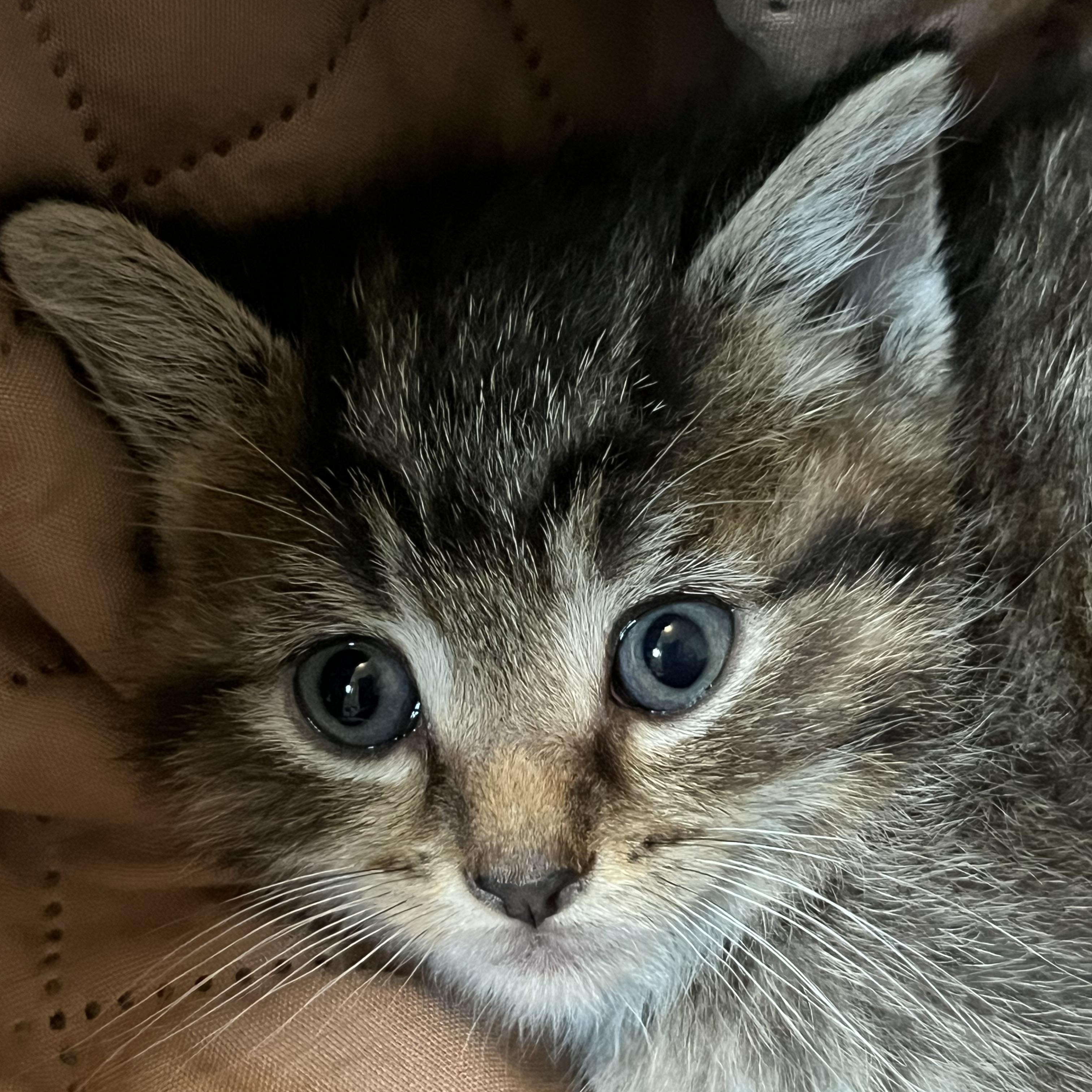 Enlarge Fred, a ADOPTABLE Domestic Short Hair in Morgantown, WV image 3/5