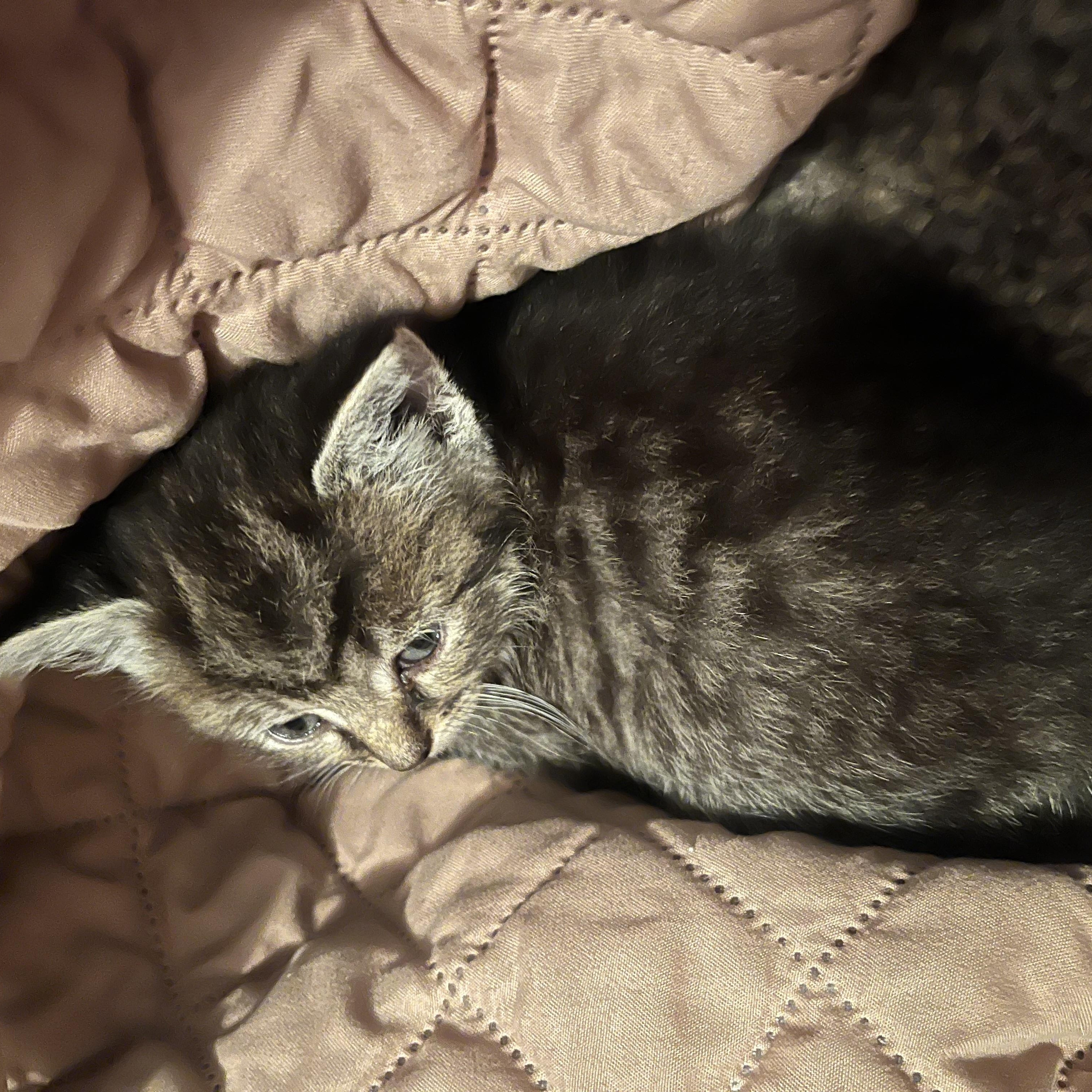Enlarge Fred, a ADOPTABLE Domestic Short Hair in Morgantown, WV image 2/5