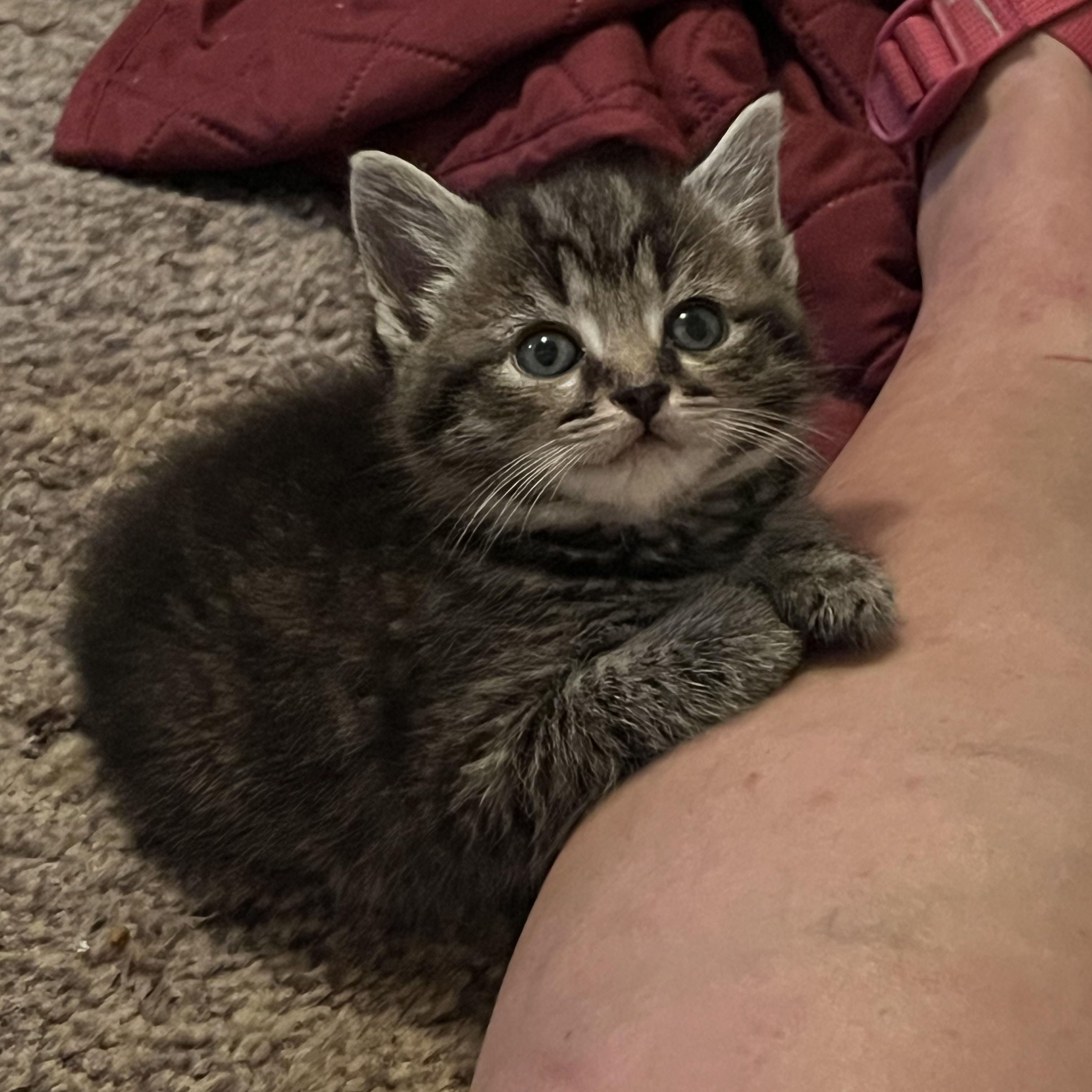 Enlarge Fred, a ADOPTABLE Domestic Short Hair in Morgantown, WV image 1/5