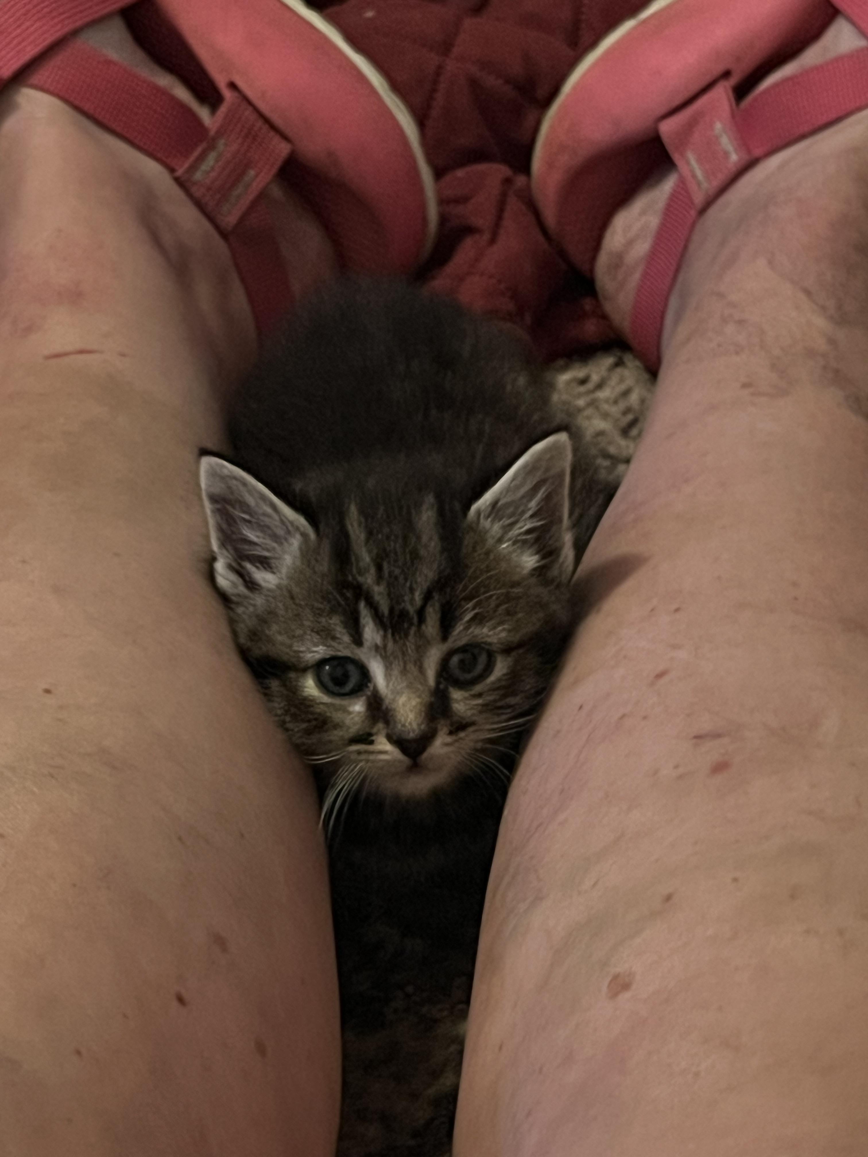 Enlarge Fred, a ADOPTABLE Domestic Short Hair in Morgantown, WV image 5/5
