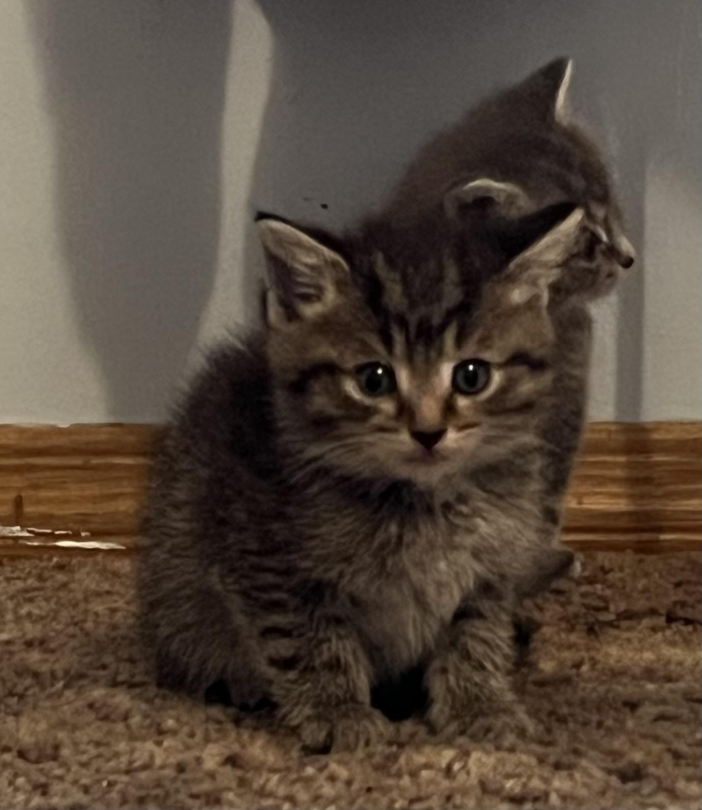 Enlarge Fred, a ADOPTABLE Domestic Short Hair in Morgantown, WV image 4/5