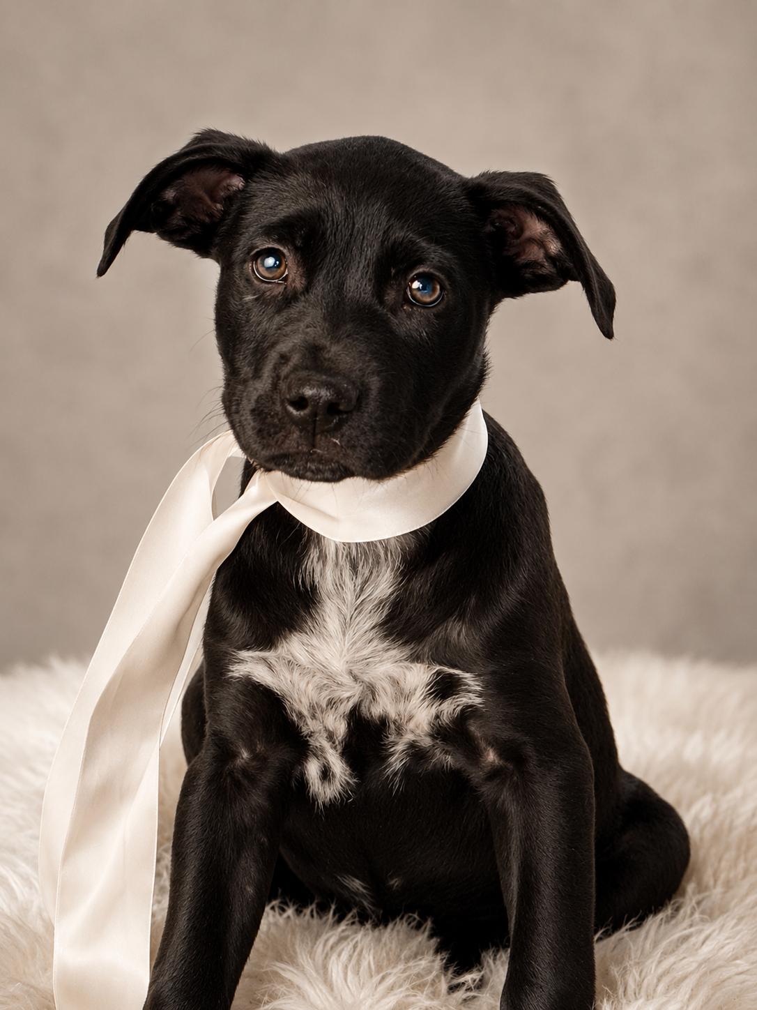 MABEL, a ADOPTABLE mixed breed in Jacksonville, FL image 3/3