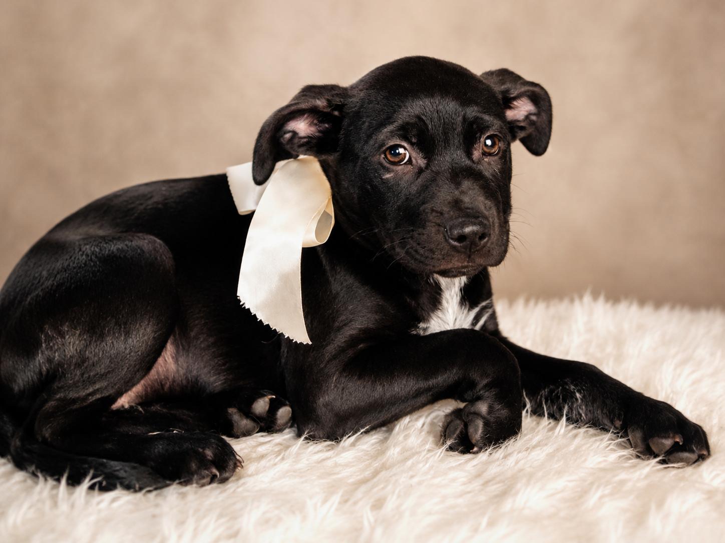 MABEL, a ADOPTABLE mixed breed in Jacksonville, FL image 2/3