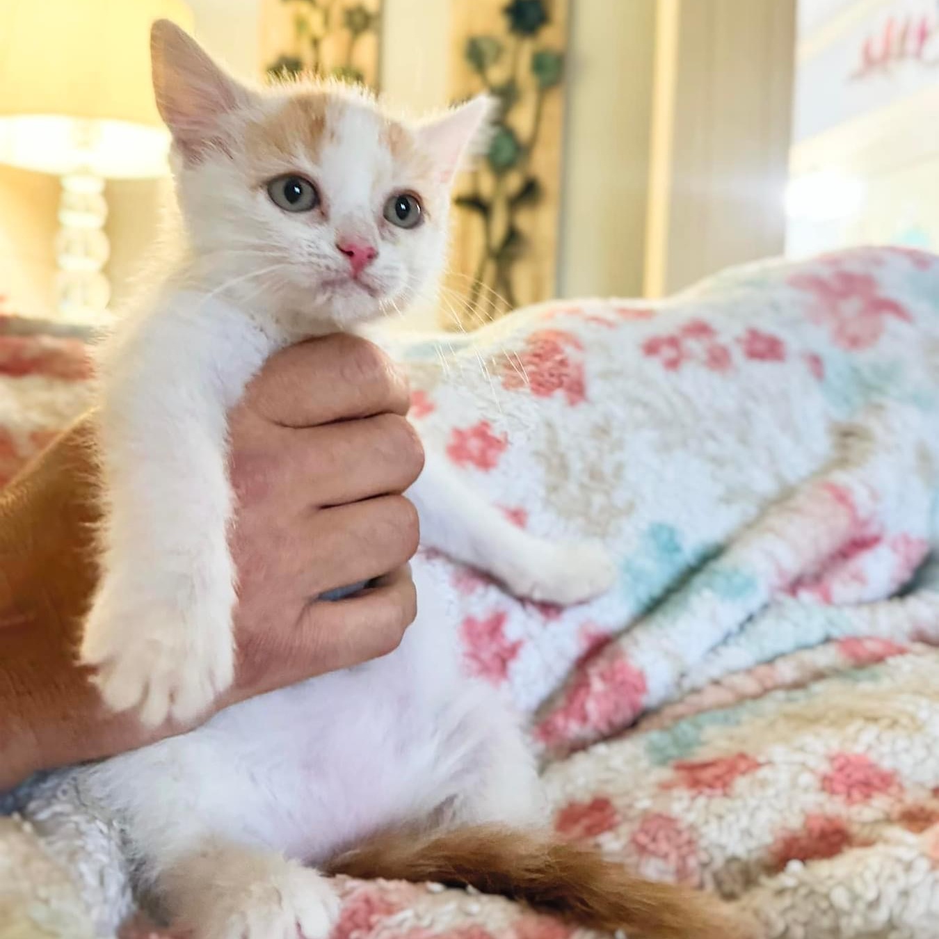 Enlarge Clementine, a Adopted American Shorthair in Haslet, TX image 1/2