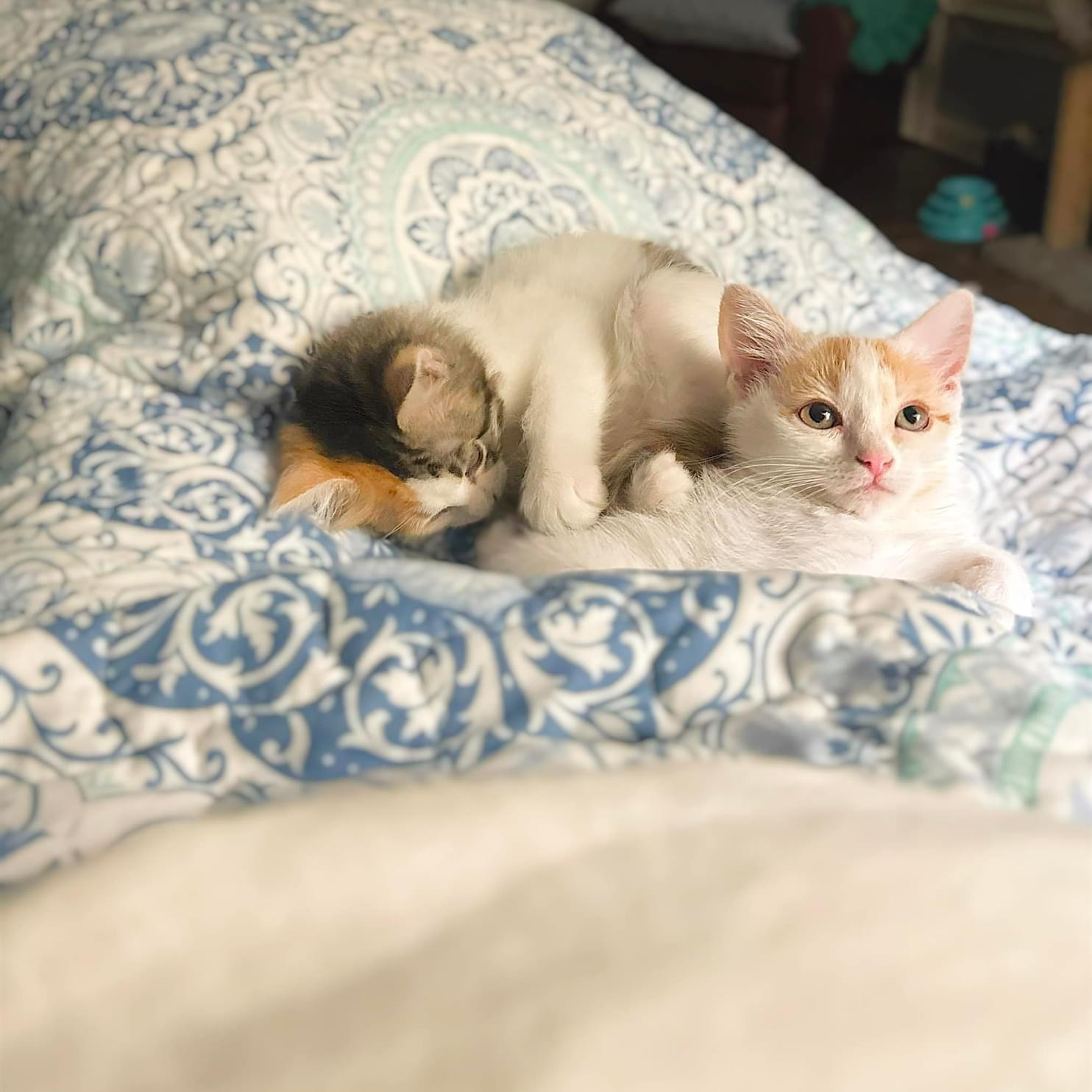 Enlarge Clementine, a Adopted American Shorthair in Haslet, TX image 2/2