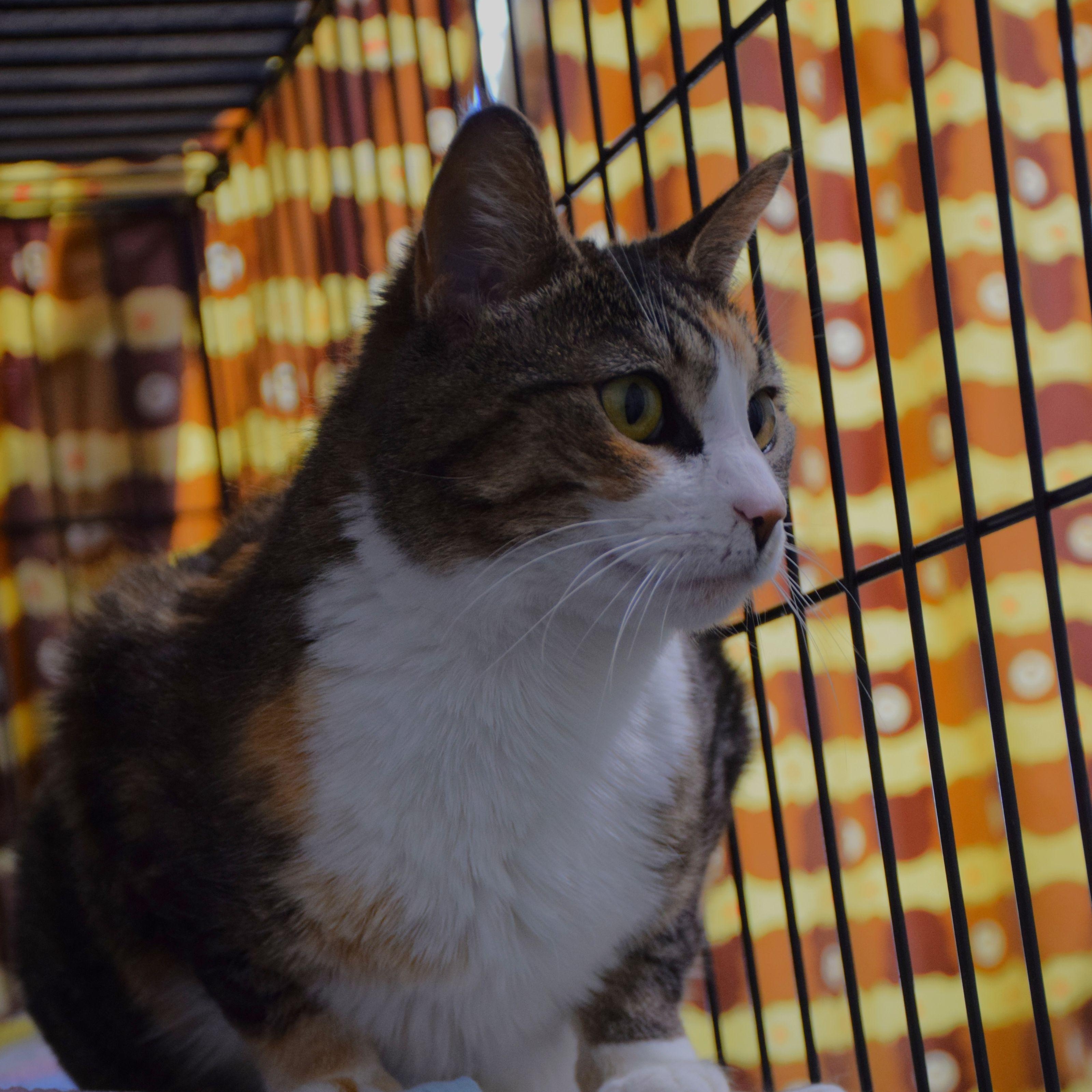 Caralee, ADOPTABLE, Adult Female Calico.