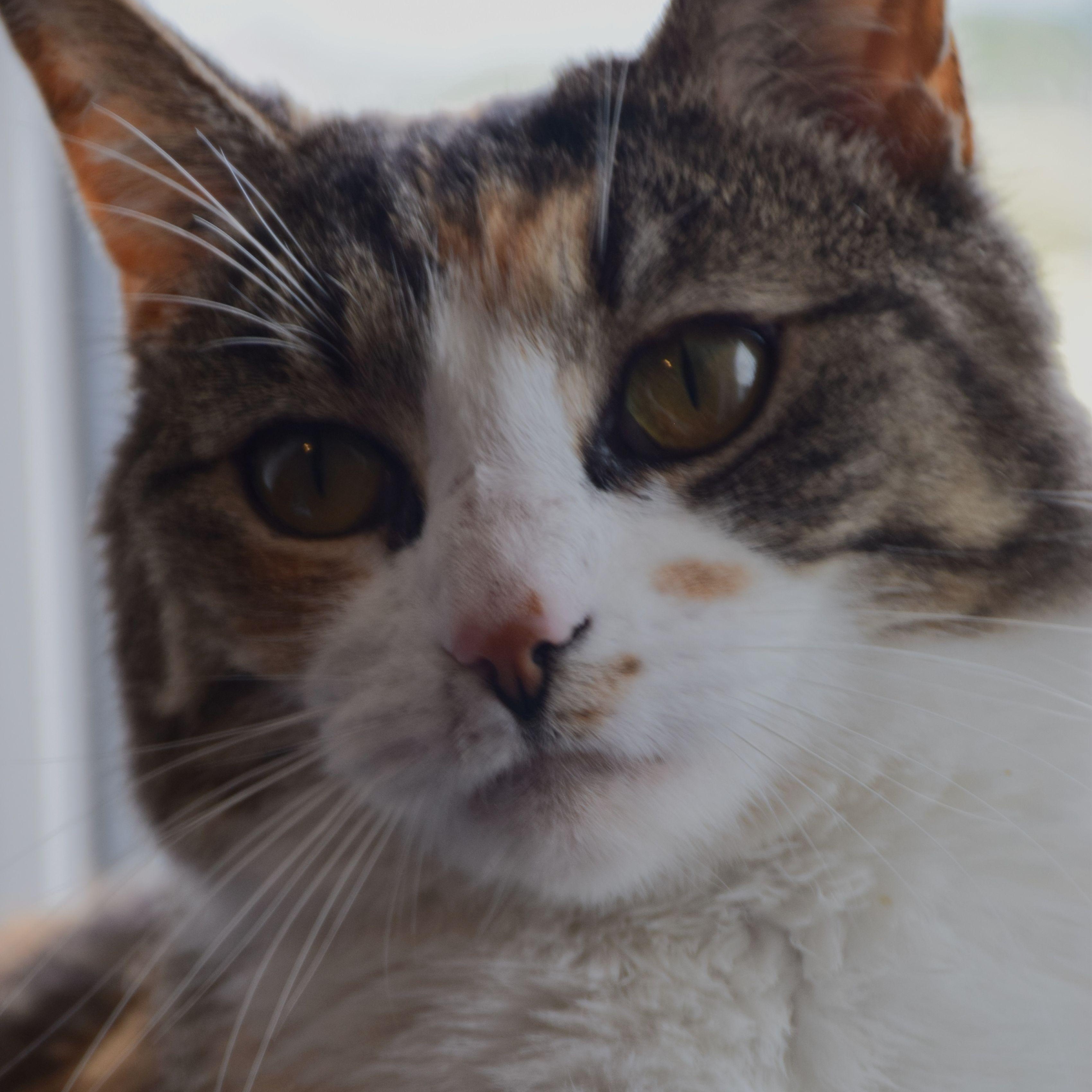 Caralee, ADOPTABLE, Adult Female Calico.