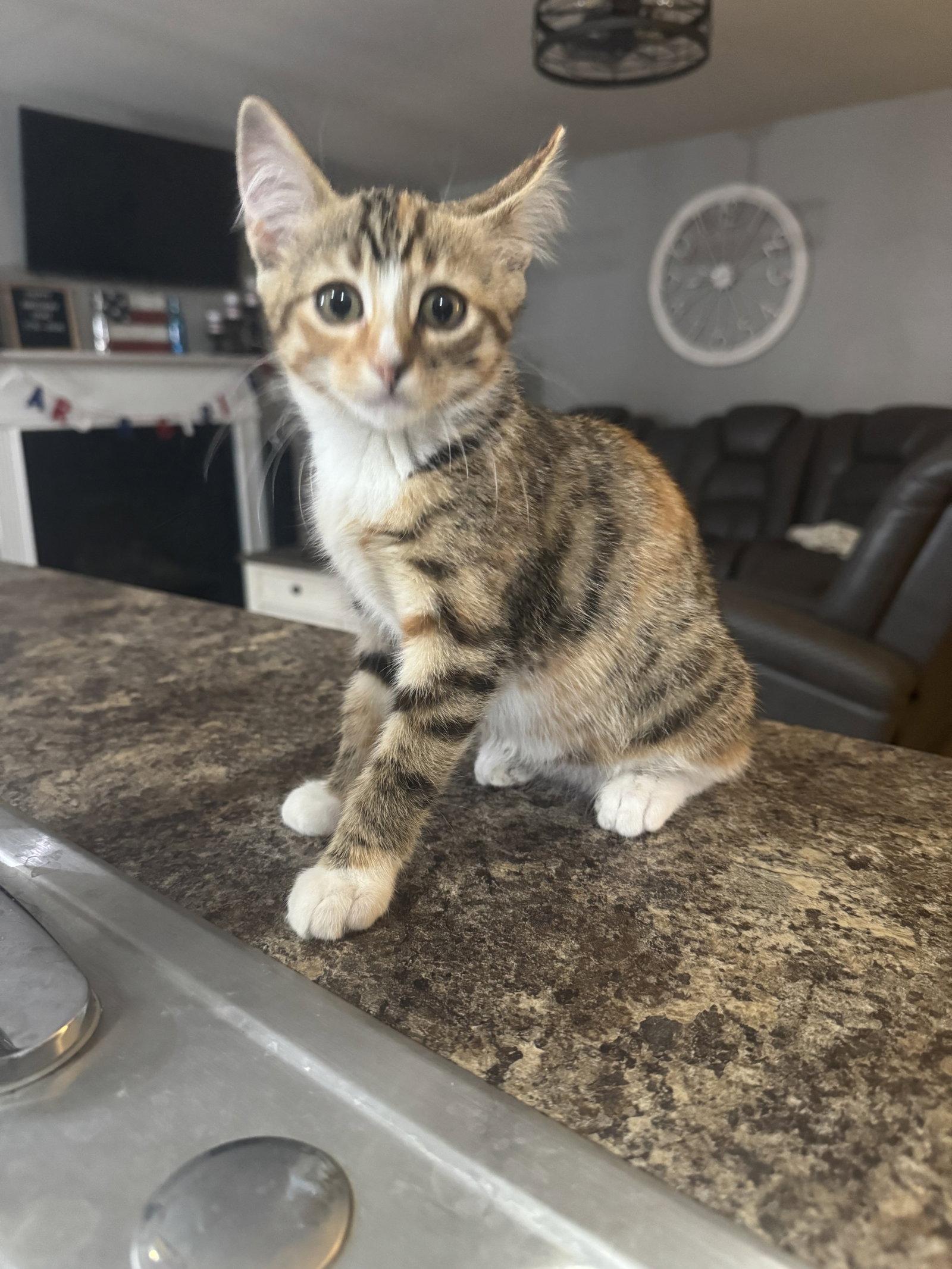 Enlarge Mango, a Adoptable Domestic Short Hair in Lake Saint Louis, MO image 1/1