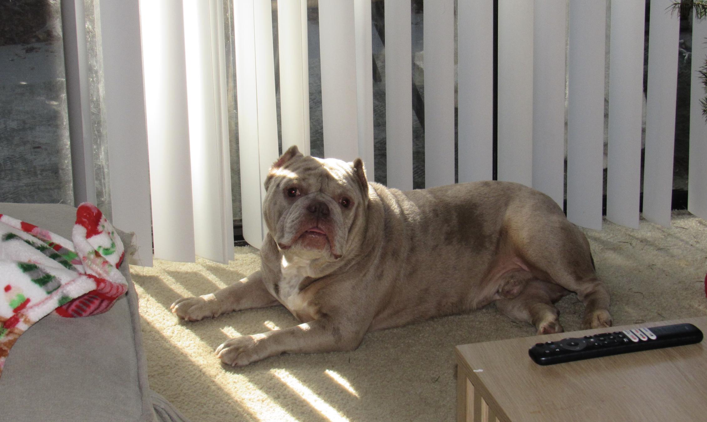 Enlarge Apollo, a Adoptable mixed breed in San Diego , CA image 6/6