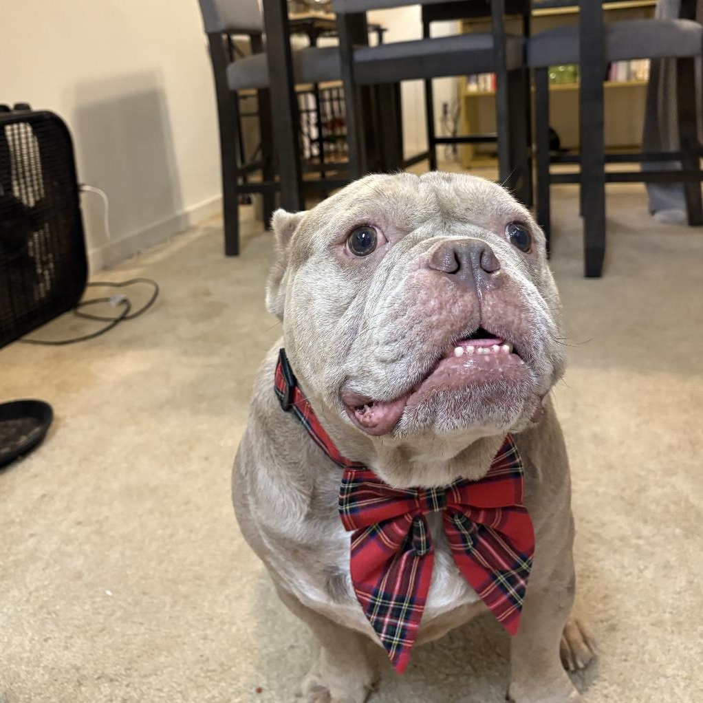 Enlarge Apollo, a Adoptable mixed breed in San Diego , CA image 1/6