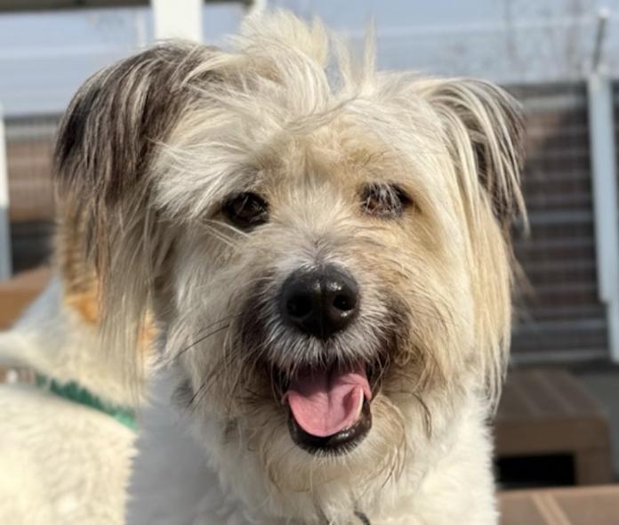 Daru, ADOPTABLE, Adult Male Terrier & Jindo.