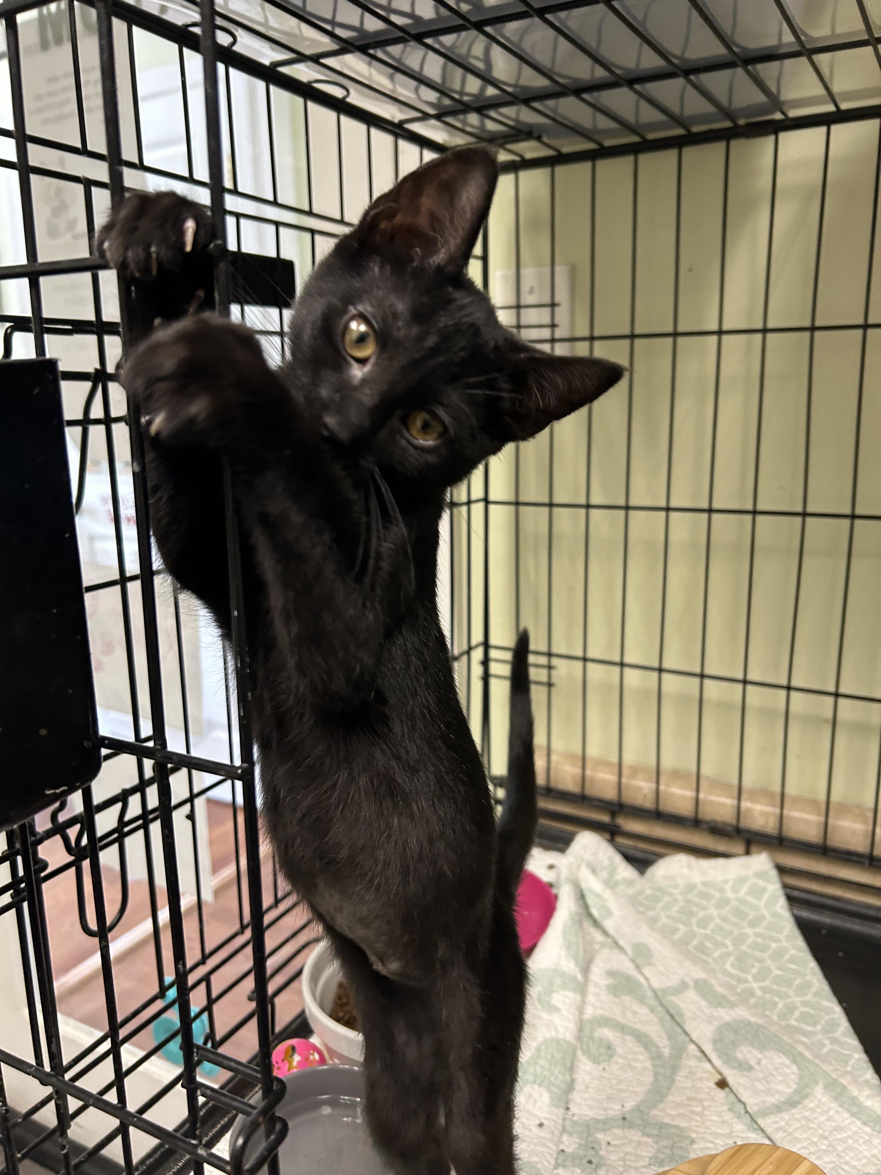 Pink, a ADOPTABLE Domestic Short Hair in Cape May, NJ image 4/4