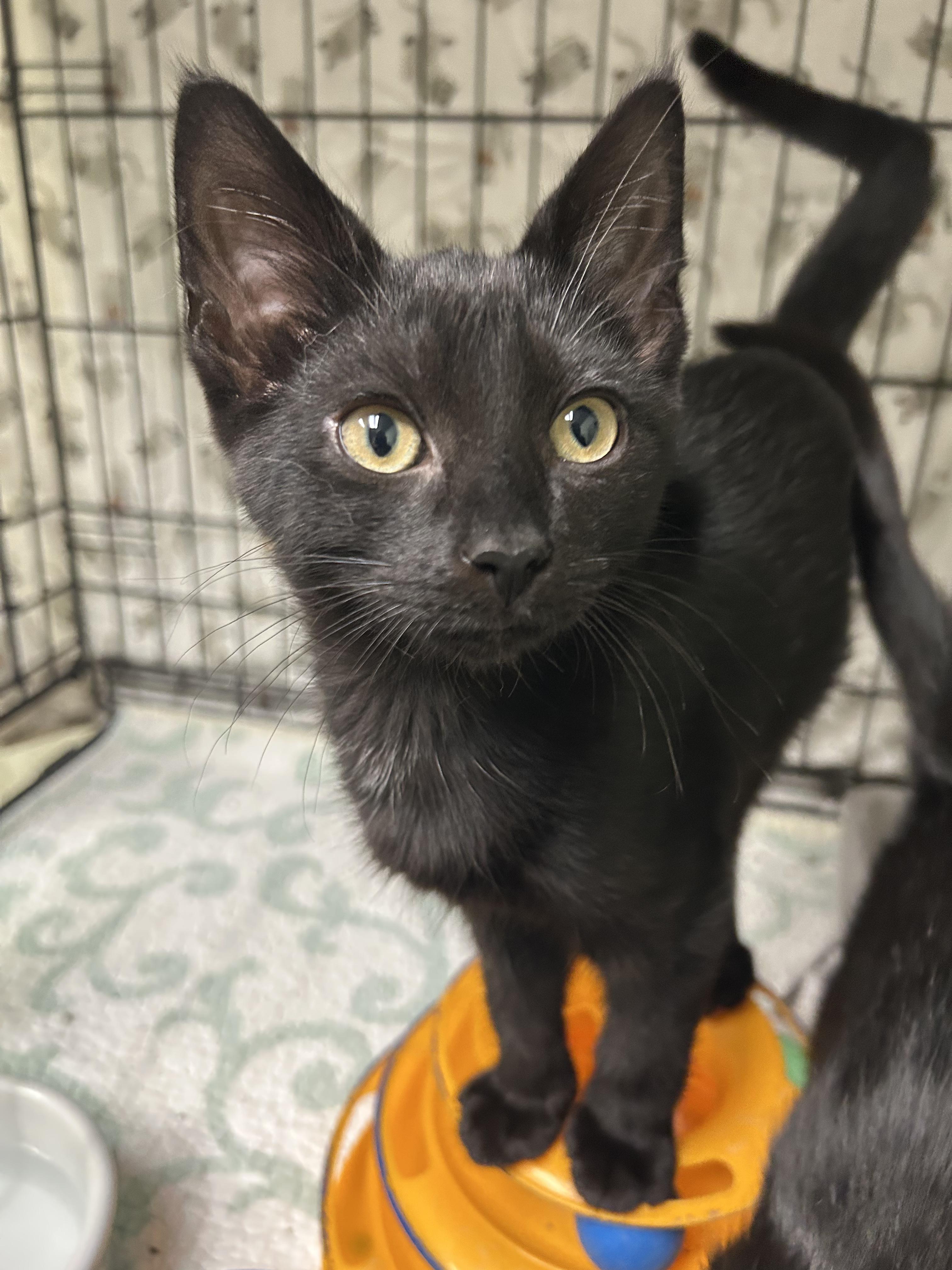 Pink, a ADOPTABLE Domestic Short Hair in Cape May, NJ image 3/4