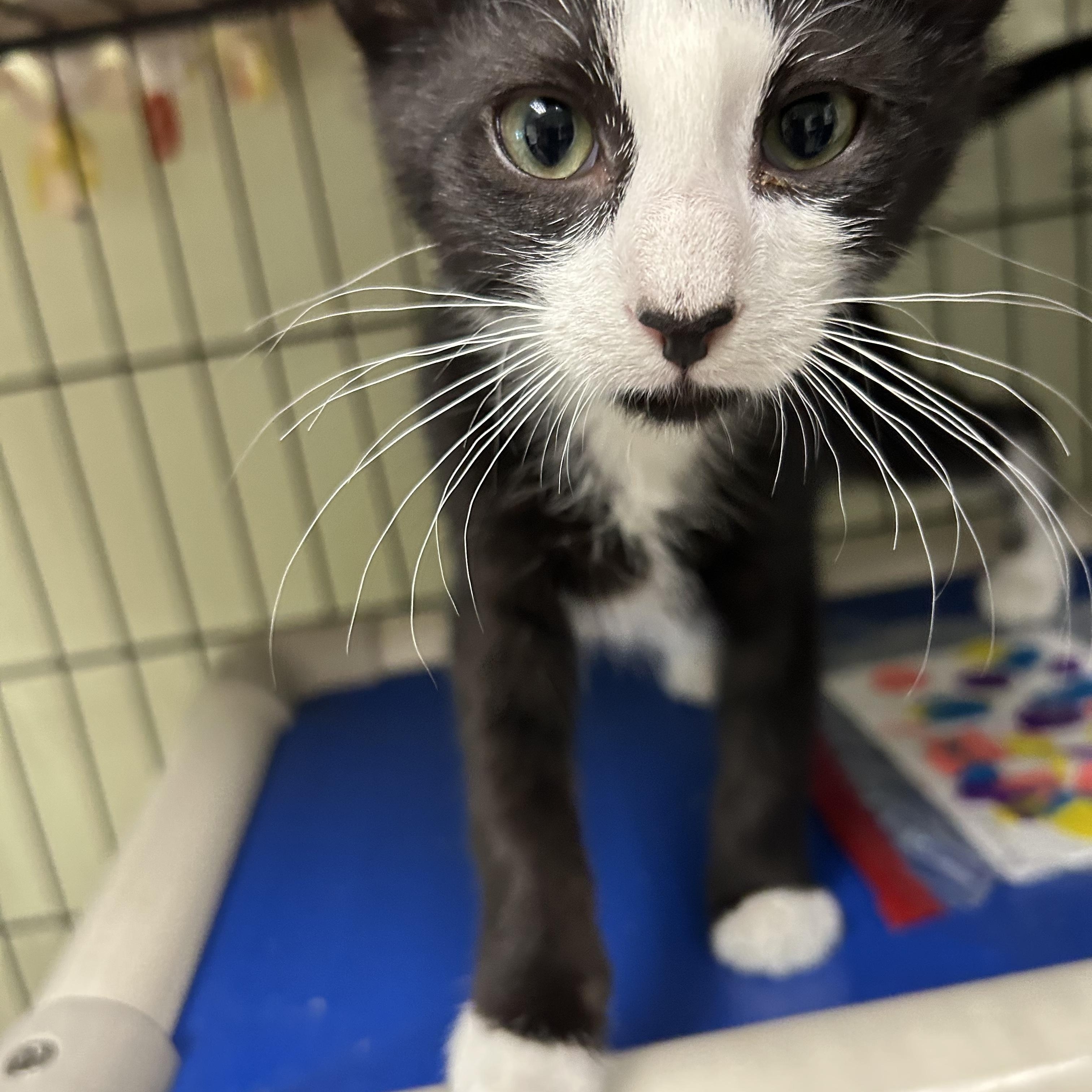 Pink and Floyd, a ADOPTABLE Domestic Short Hair in Cape May, NJ image 2/4