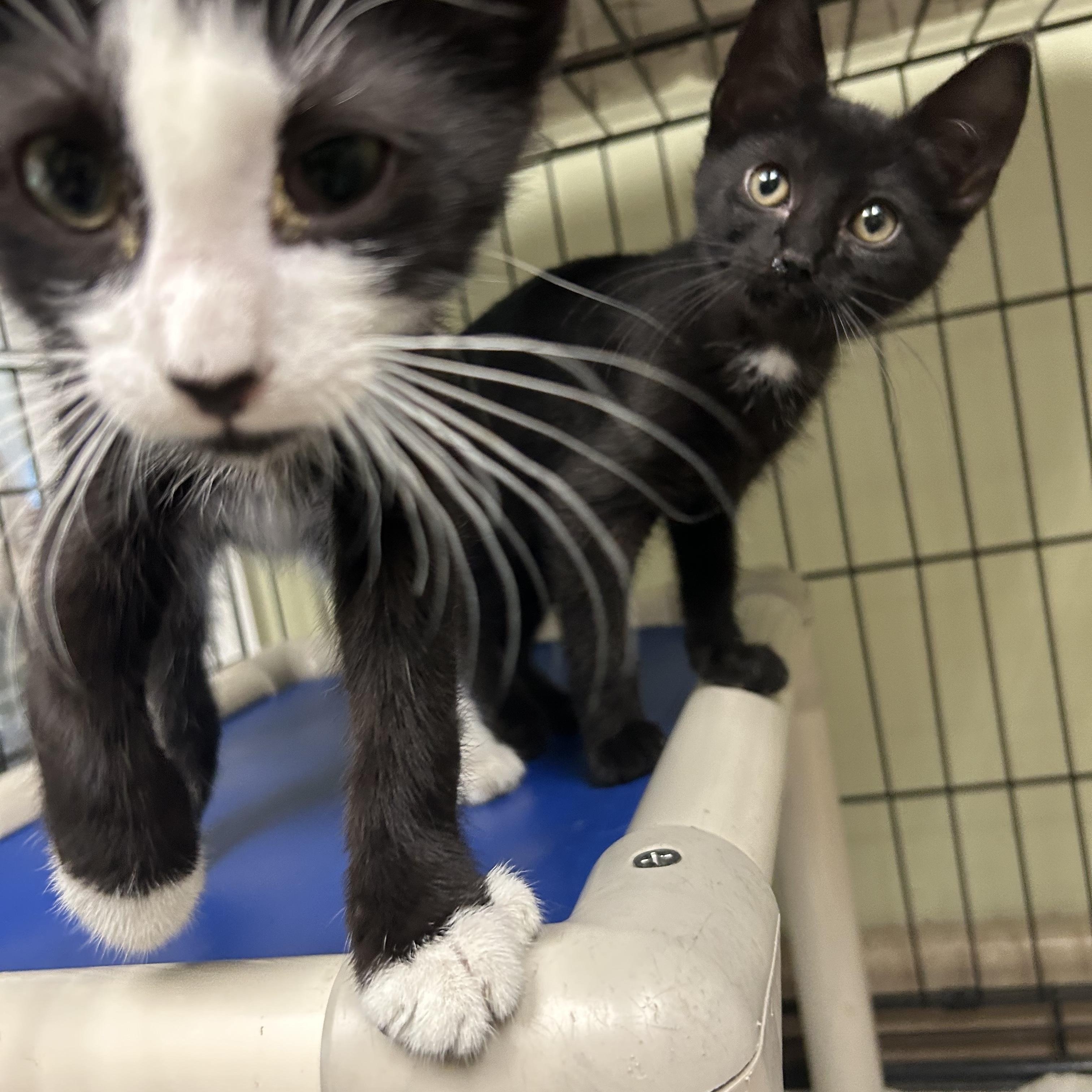 Pink and Floyd, a ADOPTABLE Domestic Short Hair in Cape May, NJ image 3/4