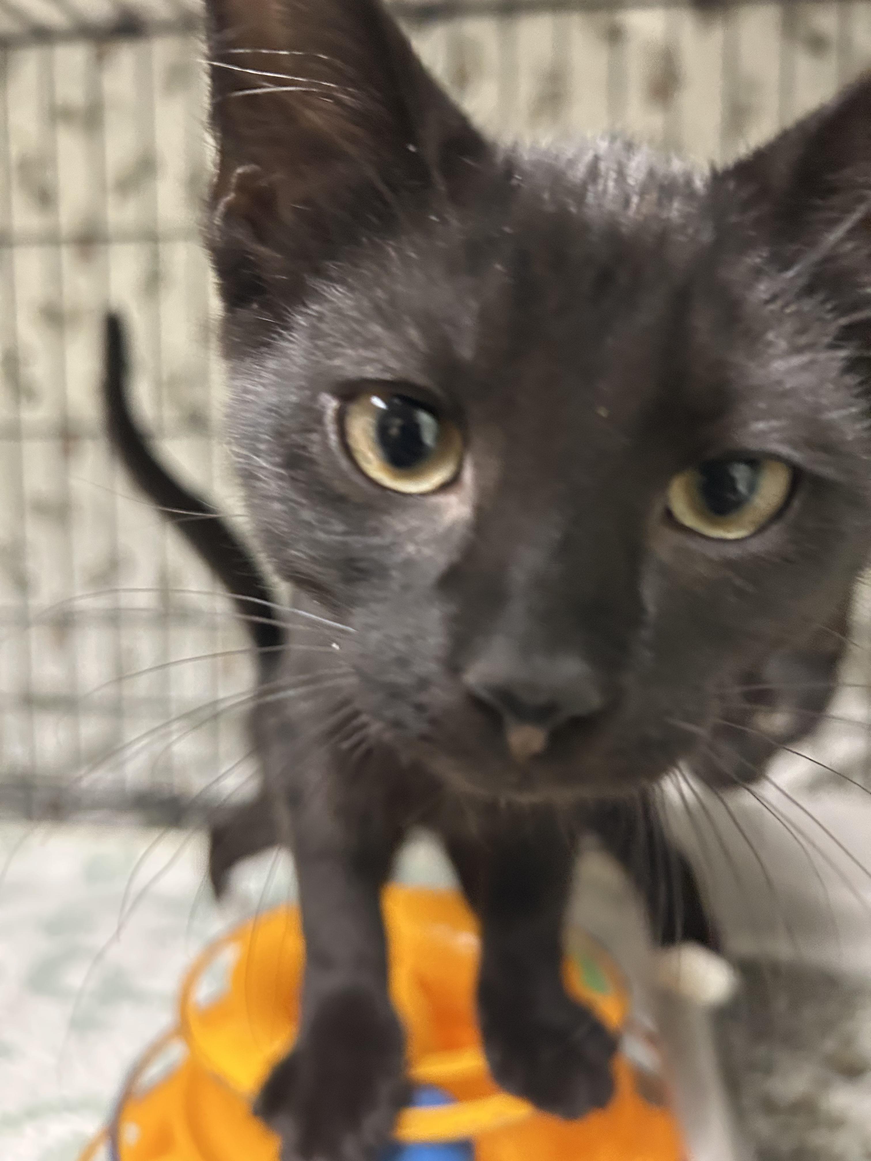 Pink, a ADOPTABLE Domestic Short Hair in Cape May, NJ image 2/4