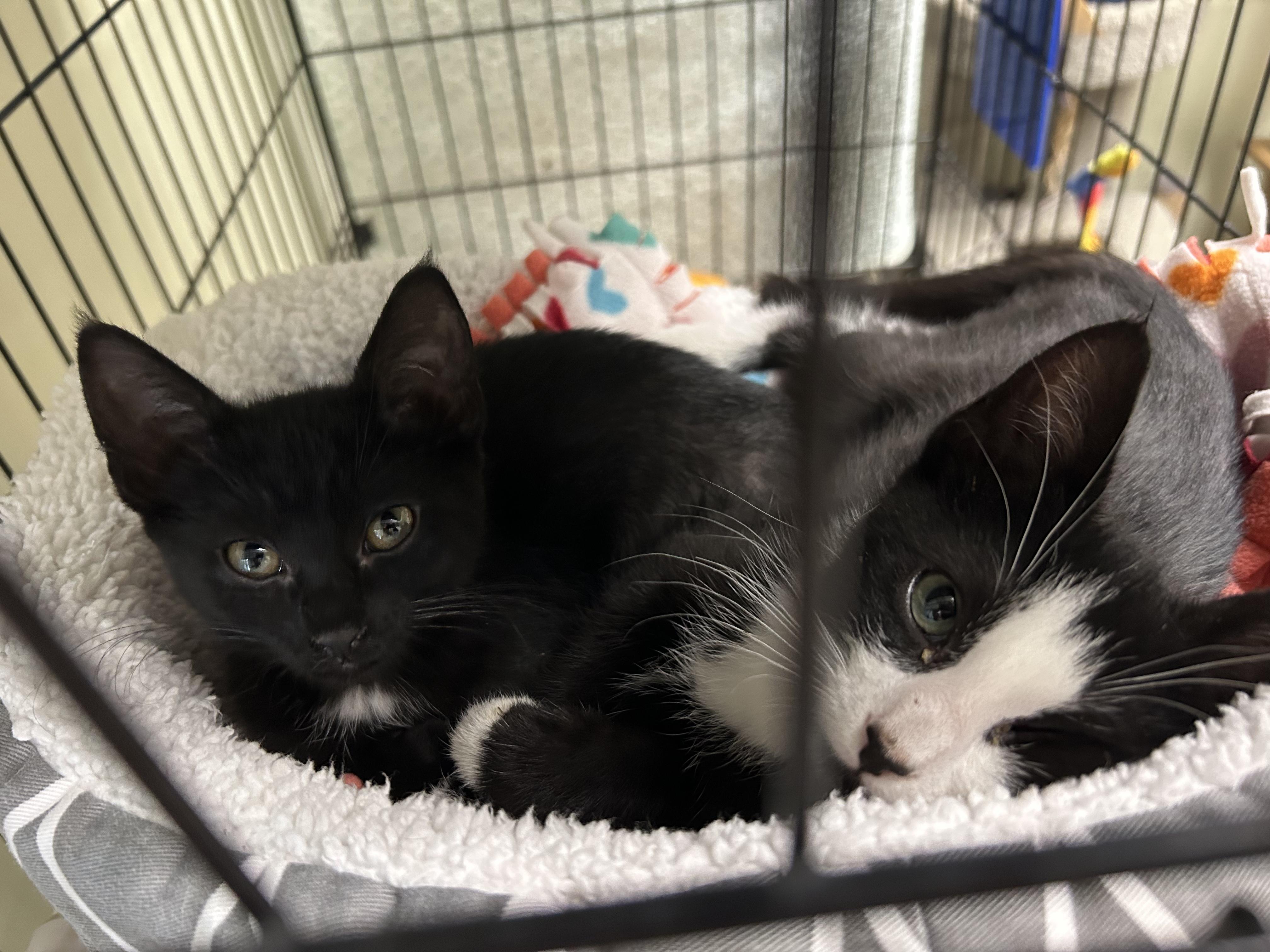 Pink, ADOPTABLE, Kitten Female Domestic Short Hair.