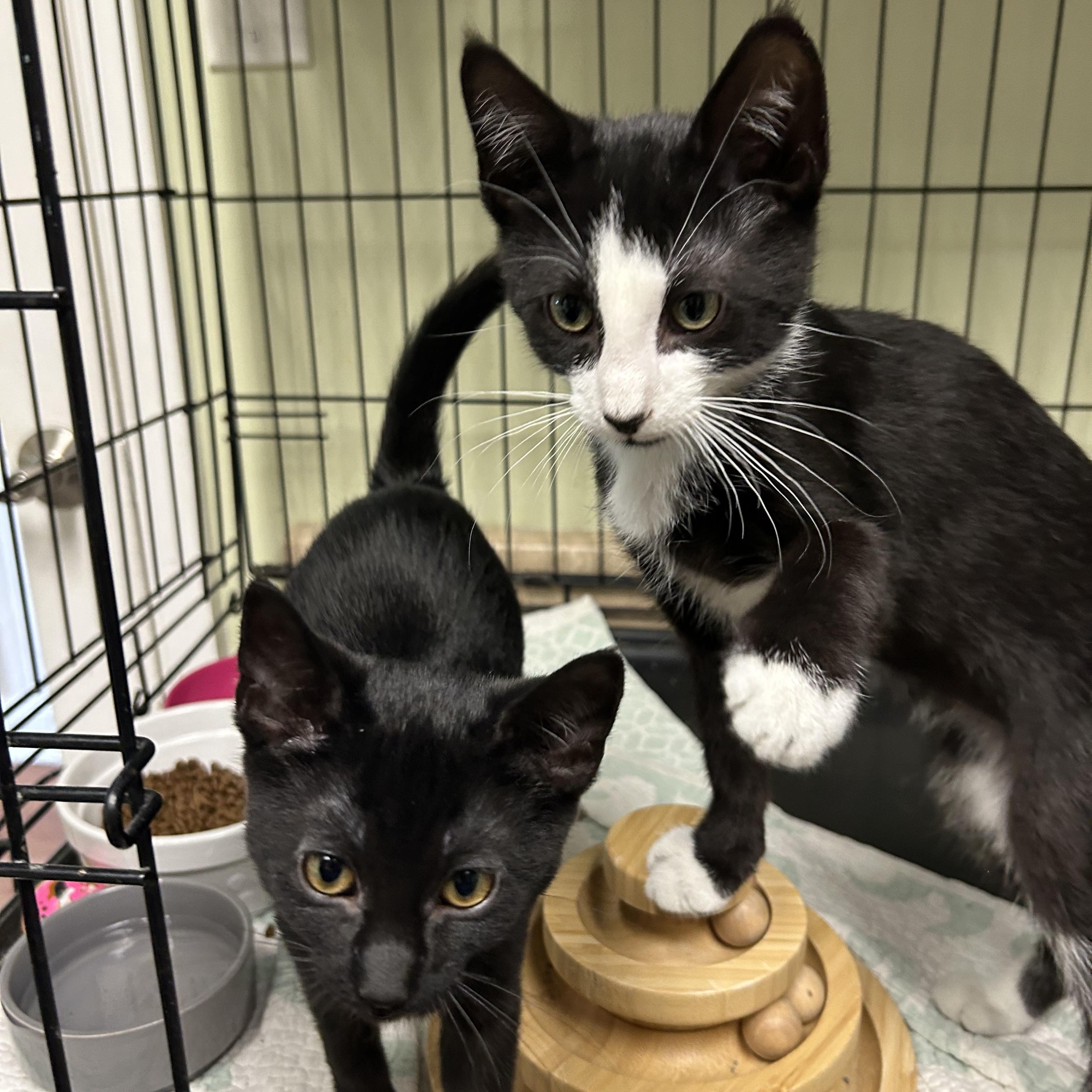 Pink and Floyd, a ADOPTABLE Domestic Short Hair in Cape May, NJ image 1/4