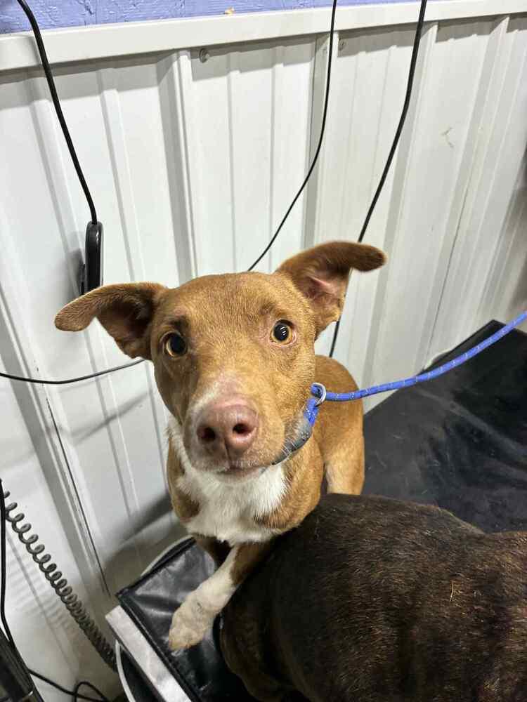 Enlarge Fig, a Adoptable mixed breed in Waverly, OH image 1/1