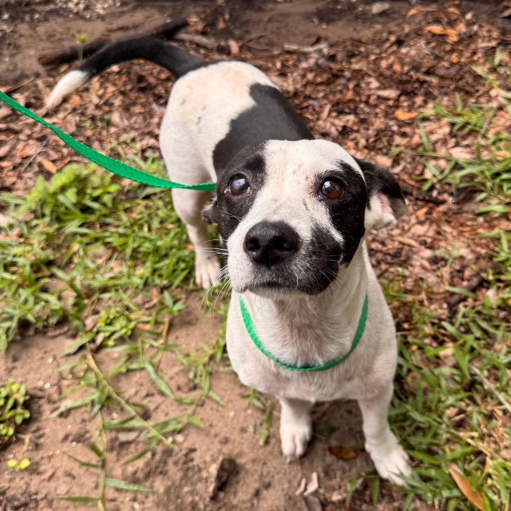 lucy, a Adoptable Mixed Breed in Lake Panasoffkee, FL image 1/3